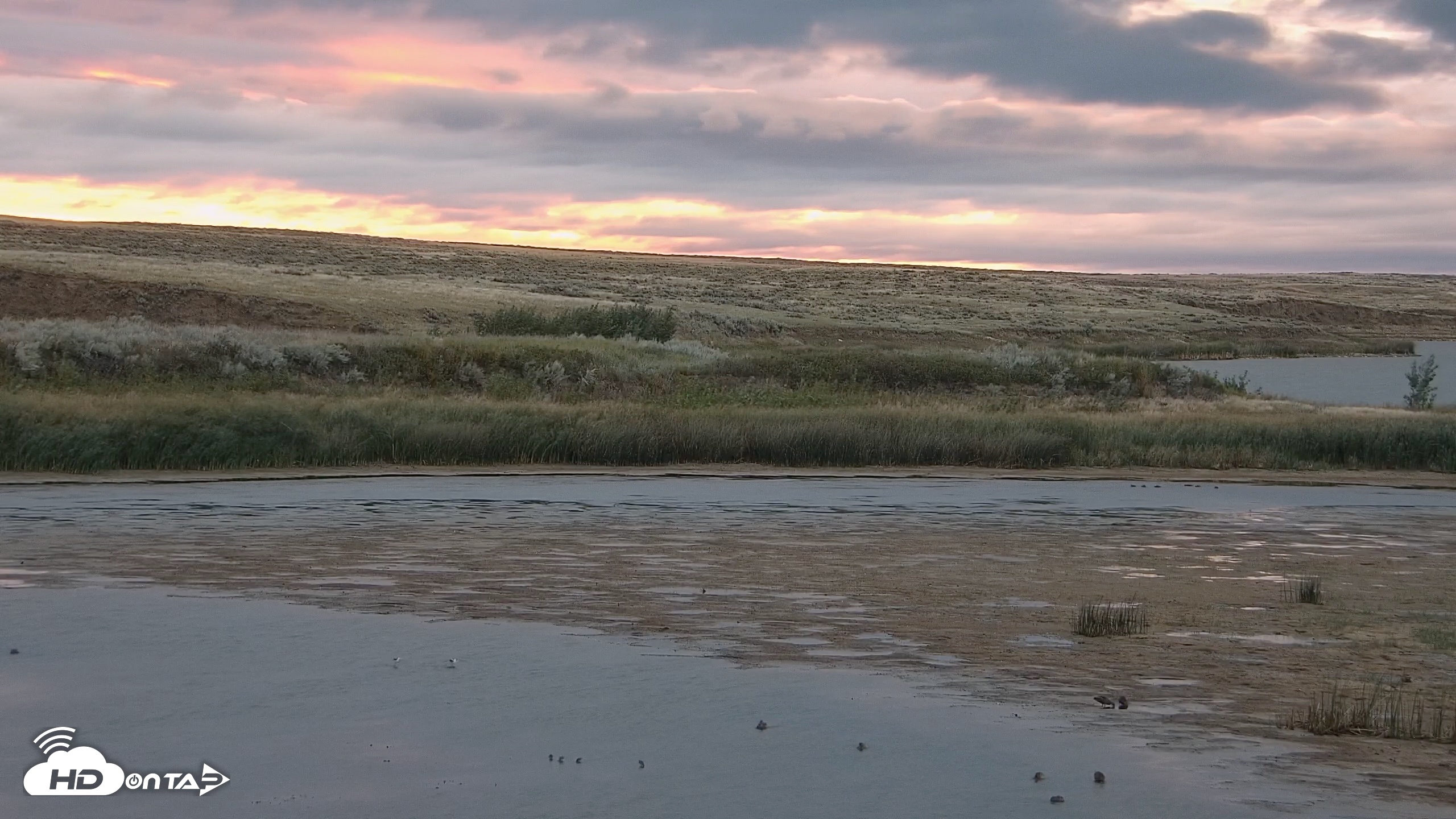 Snapshot of American Prairie Montana Bison Live Cam taken Sep 8, 2026, 6:39am MDT