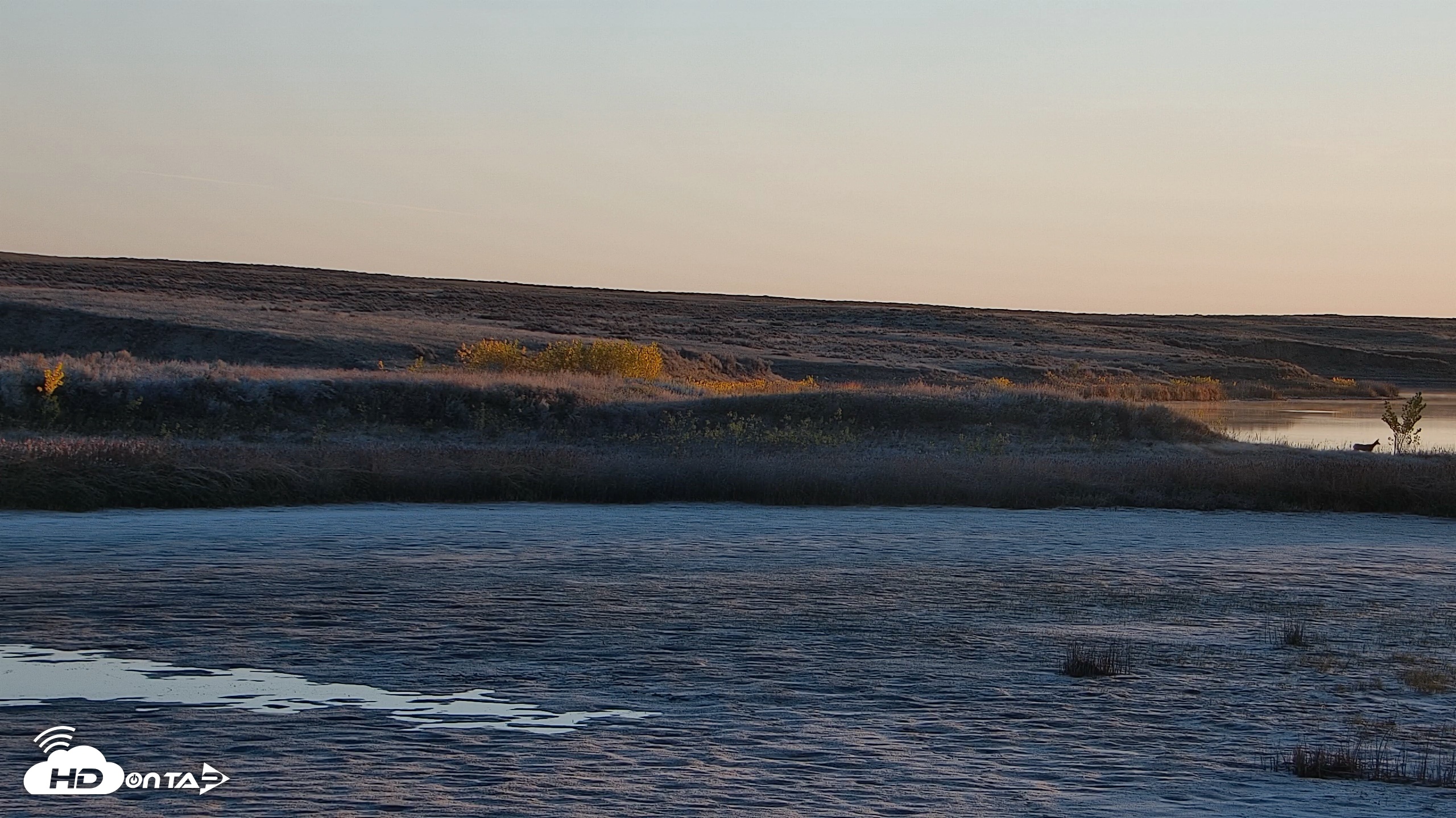 Snapshot of American Prairie Montana Bison Live Cam taken Oct 19, 2026, 7:58am MDT