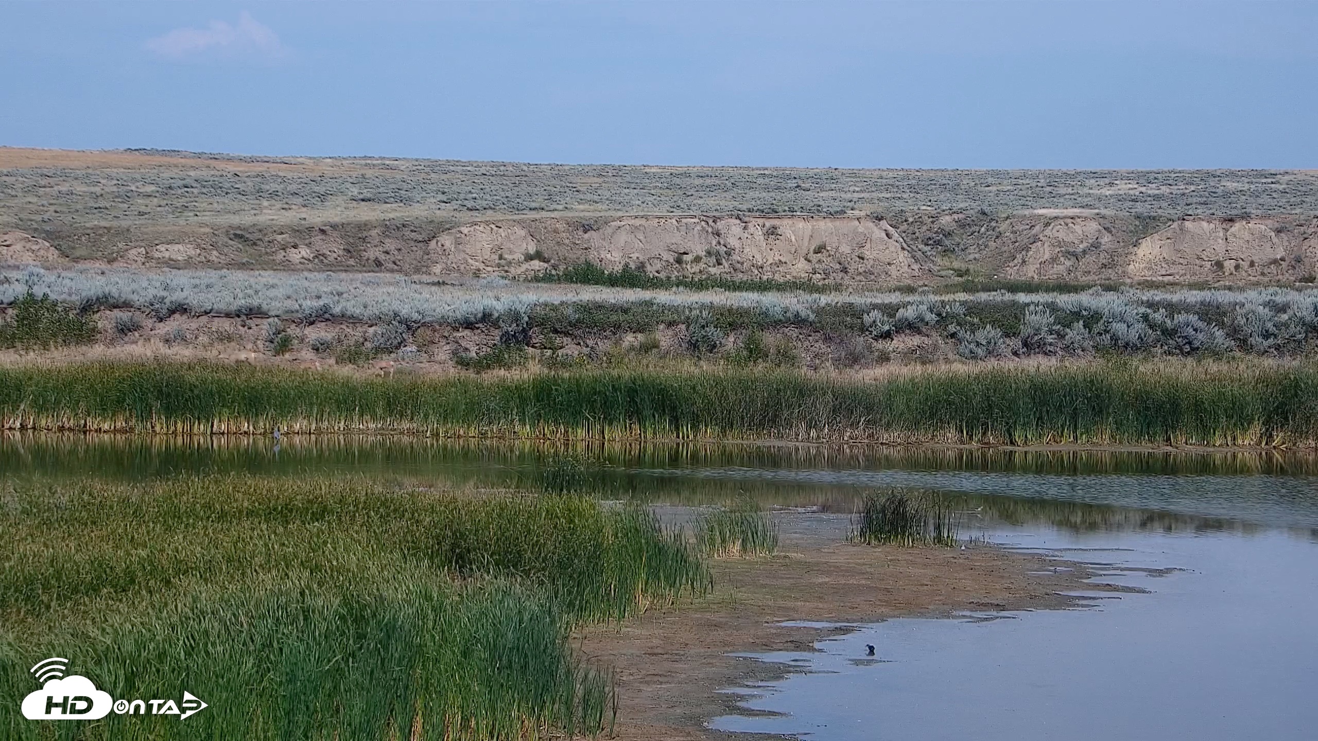 Snapshot of American Prairie Montana Bison Live Cam taken Aug 23, 2026, 3:11pm MDT