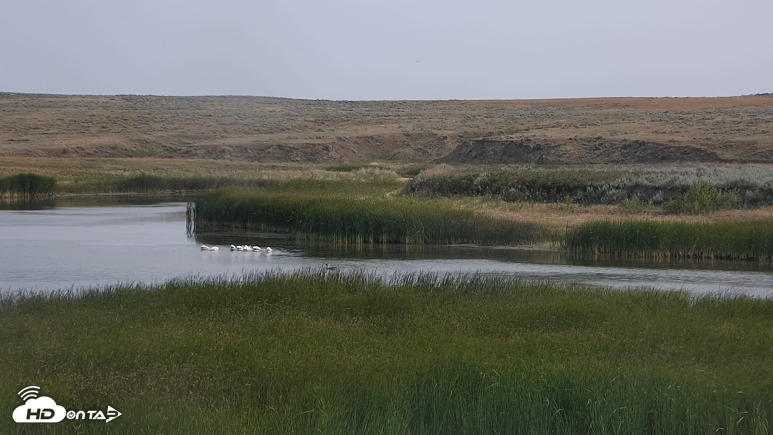 Snapshot of American Prairie Montana Bison Live Cam taken Aug 8, 2026, 10:14am MDT