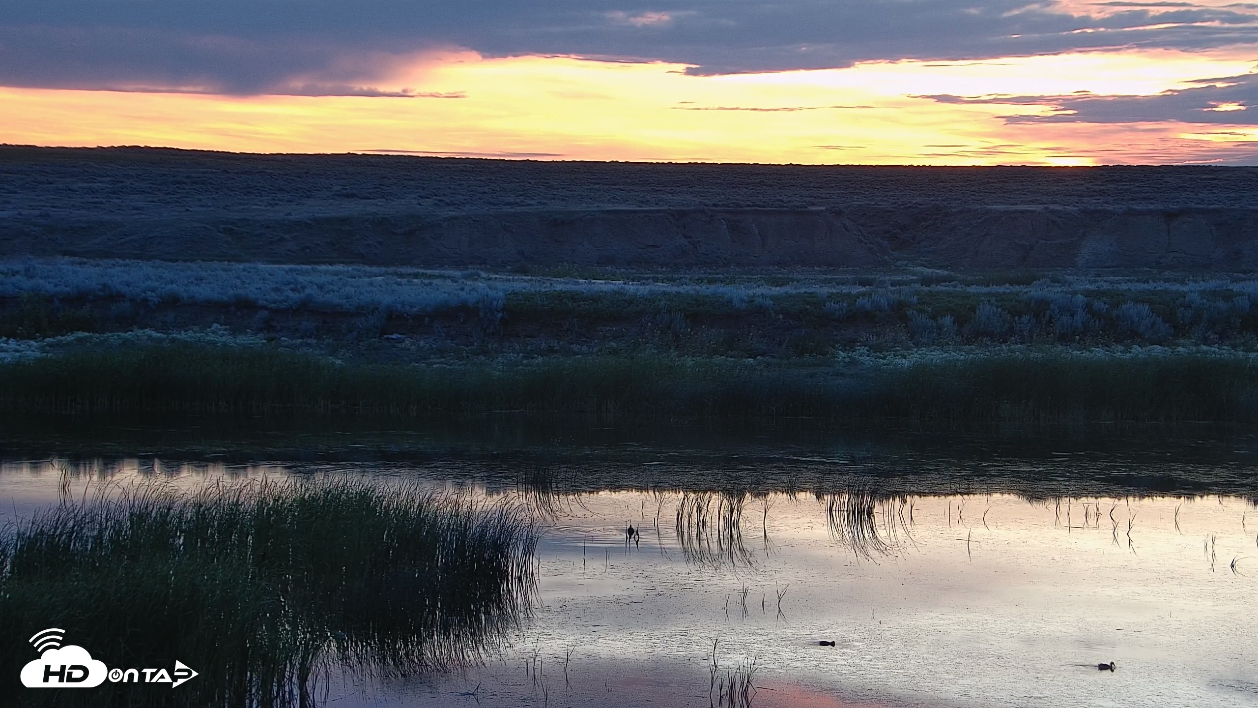 Snapshot of American Prairie Montana Bison Live Cam taken Jul 14, 2025, 5:21am MDT