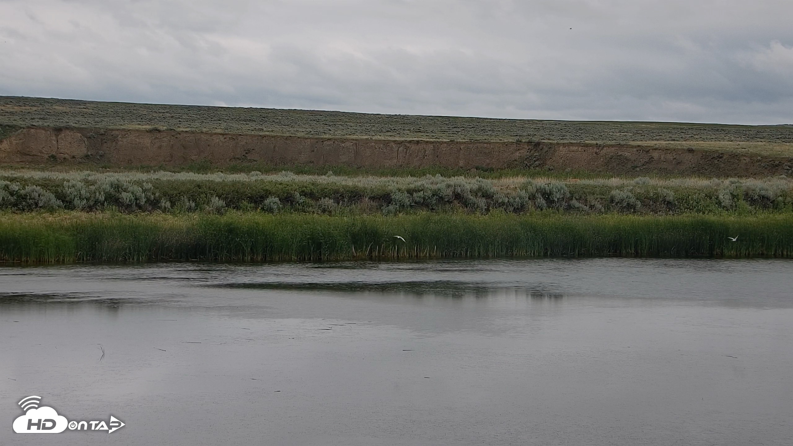 Snapshot of American Prairie Montana Bison Live Cam taken Jul 7, 2026, 9:24am MDT