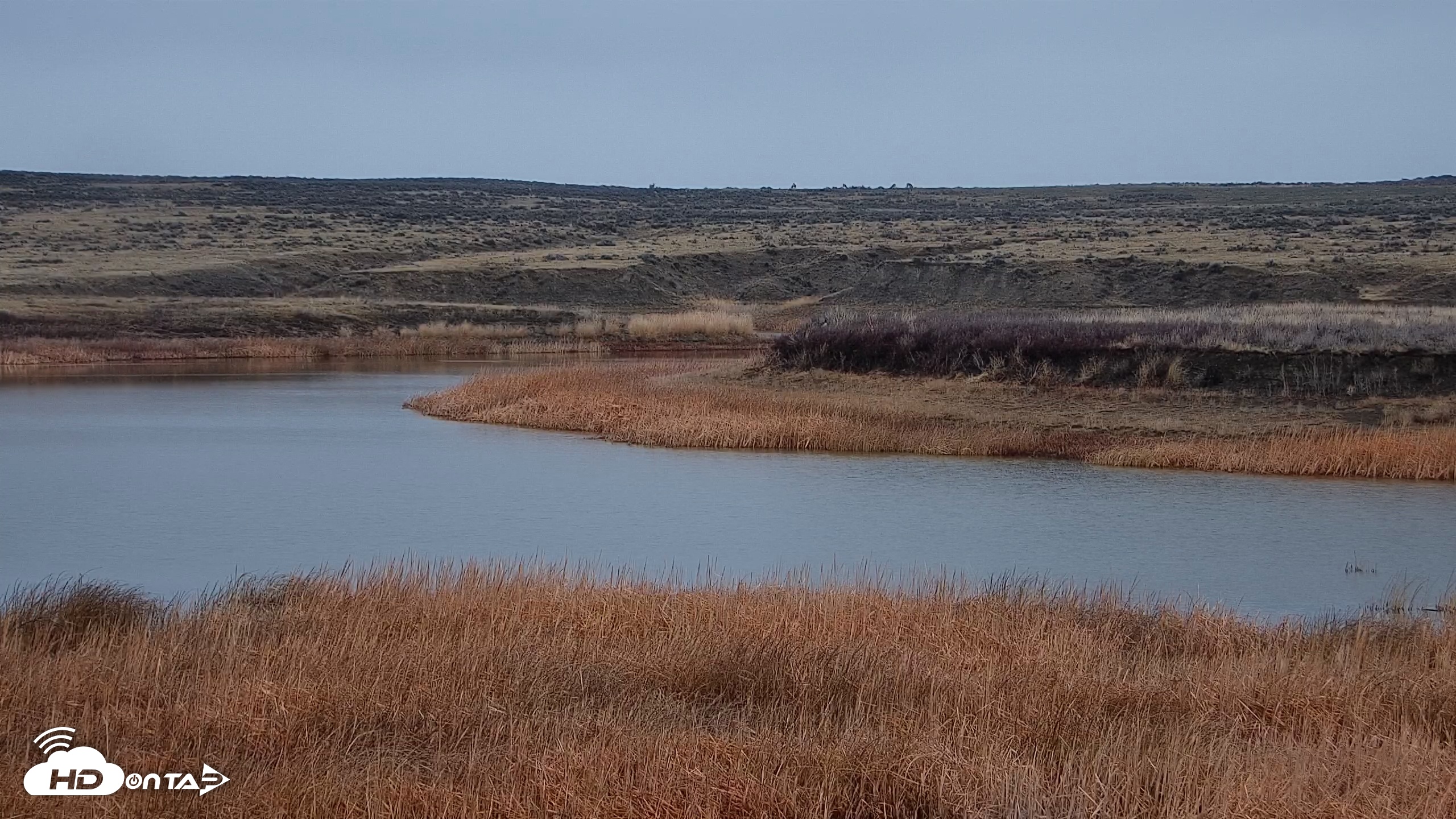 Snapshot of American Prairie Montana Bison Live Cam taken Apr 3, 2026, 12:36pm MDT