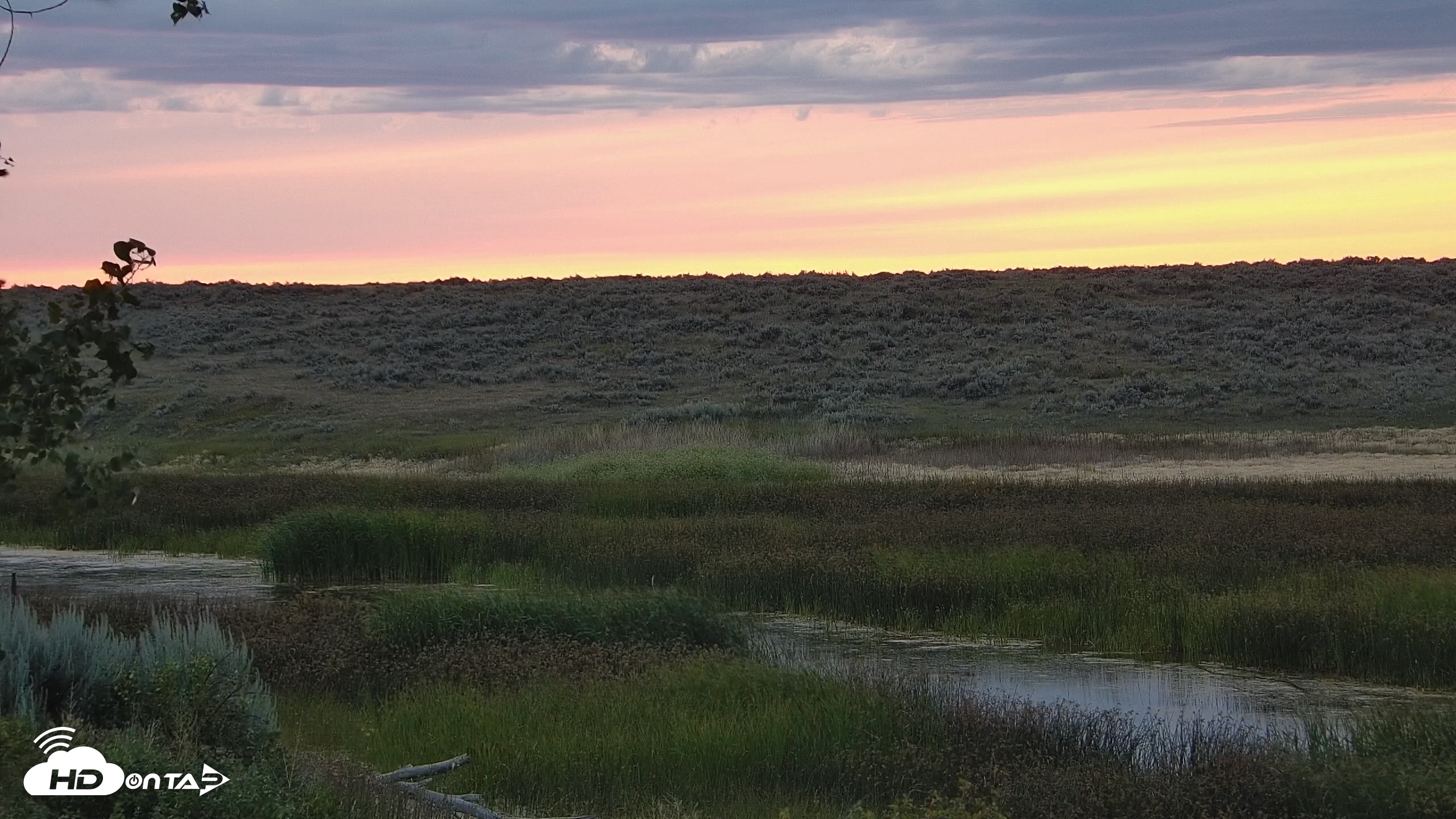 Snapshot of American Prairie Montana Bison Live Cam taken Jul 20, 2025, 9:05pm MDT