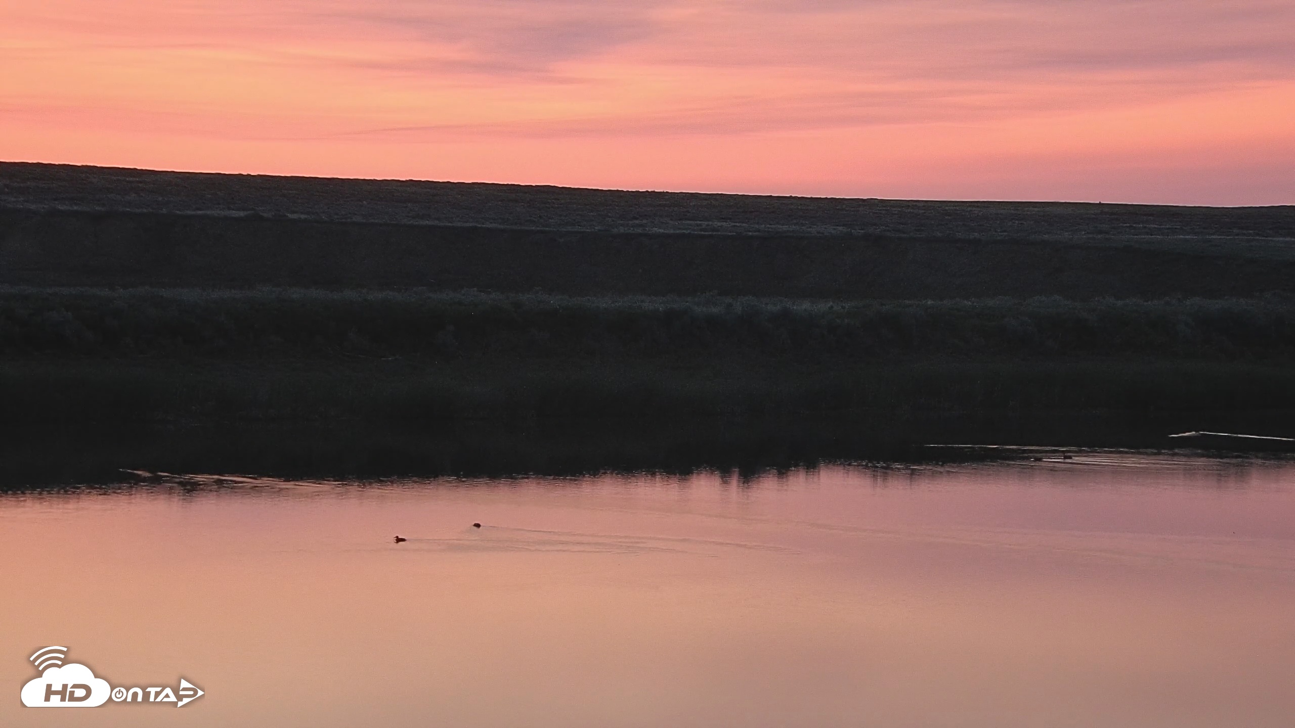 Snapshot of American Prairie Montana Bison Live Cam taken Jun 3, 2025, 4:47am MDT