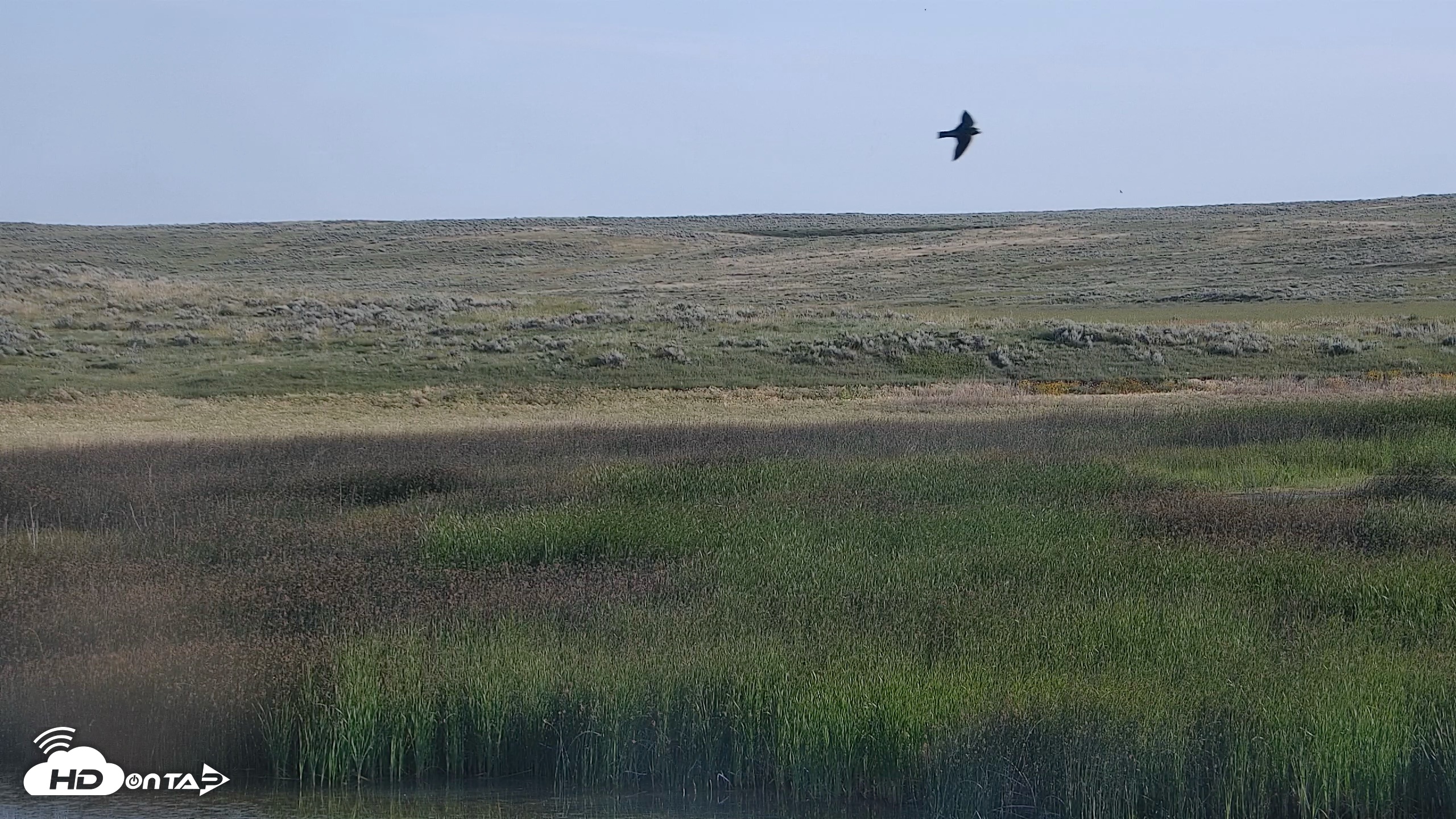 Snapshot of American Prairie Montana Bison Live Cam taken Jul 13, 2026, 7:37am MDT