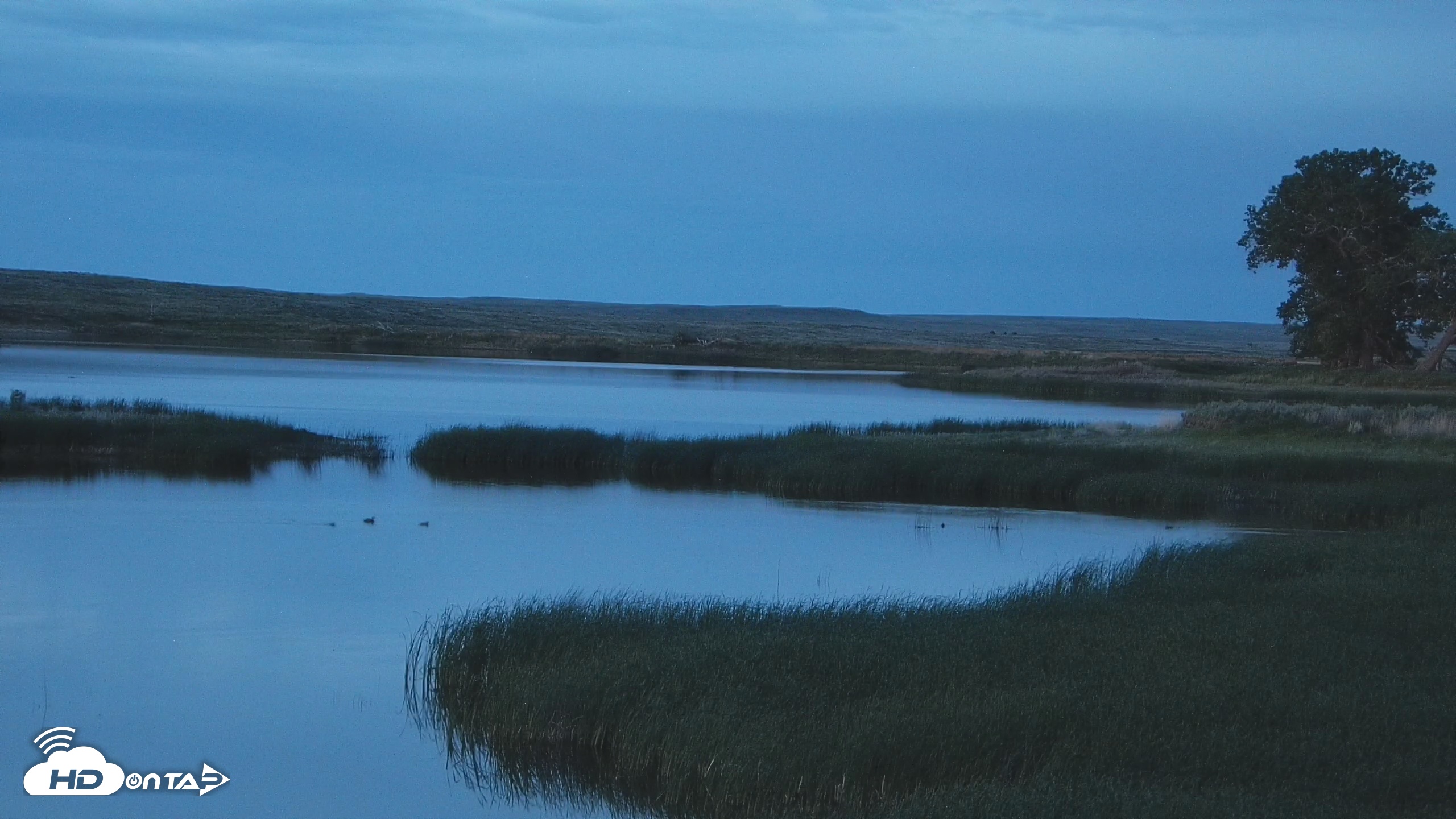 Snapshot of American Prairie Montana Bison Live Cam taken Jun 1, 2025, 9:30pm MDT
