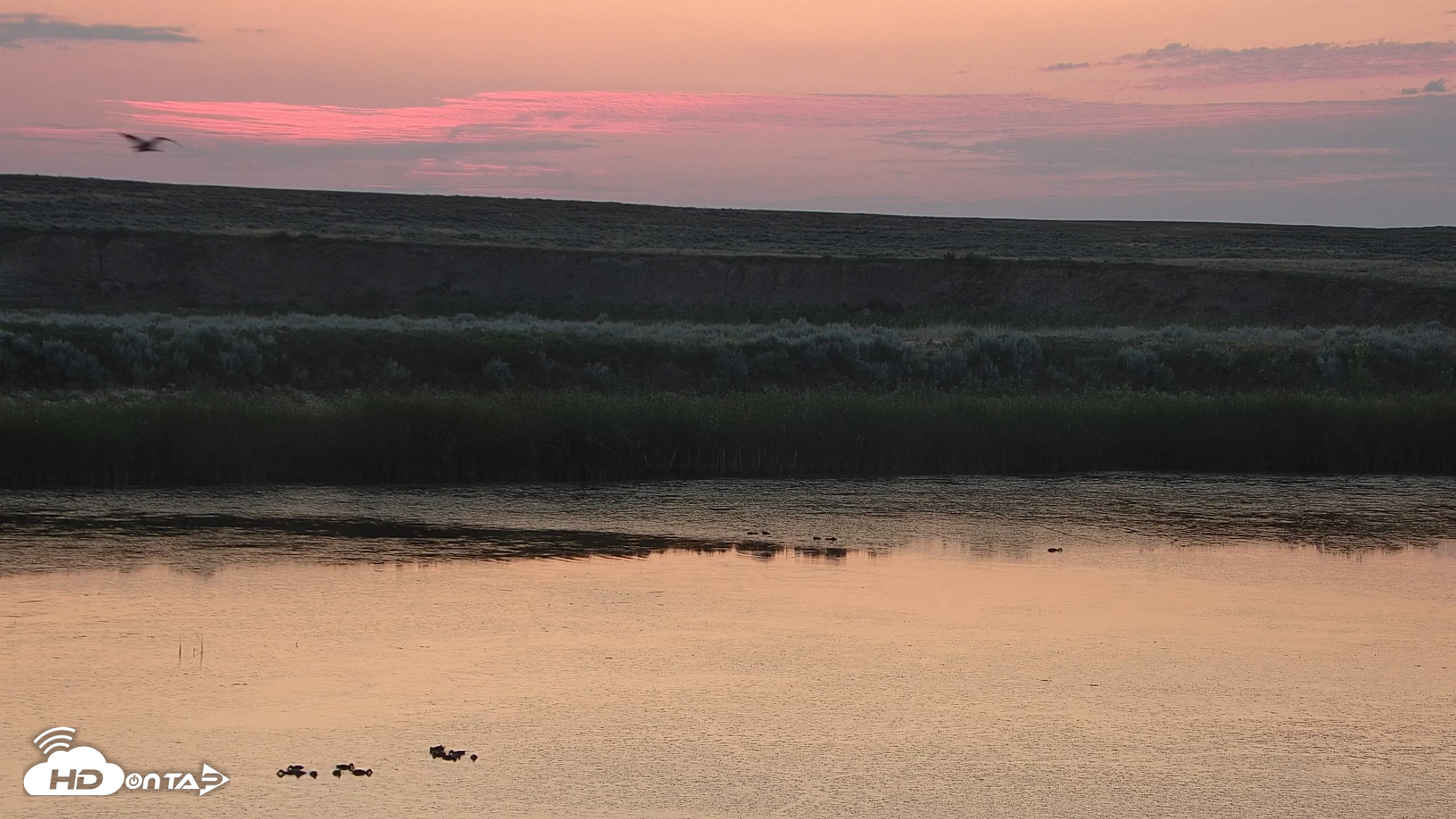 Snapshot of American Prairie Montana Bison Live Cam taken Jul 19, 2026, 5:15am MDT