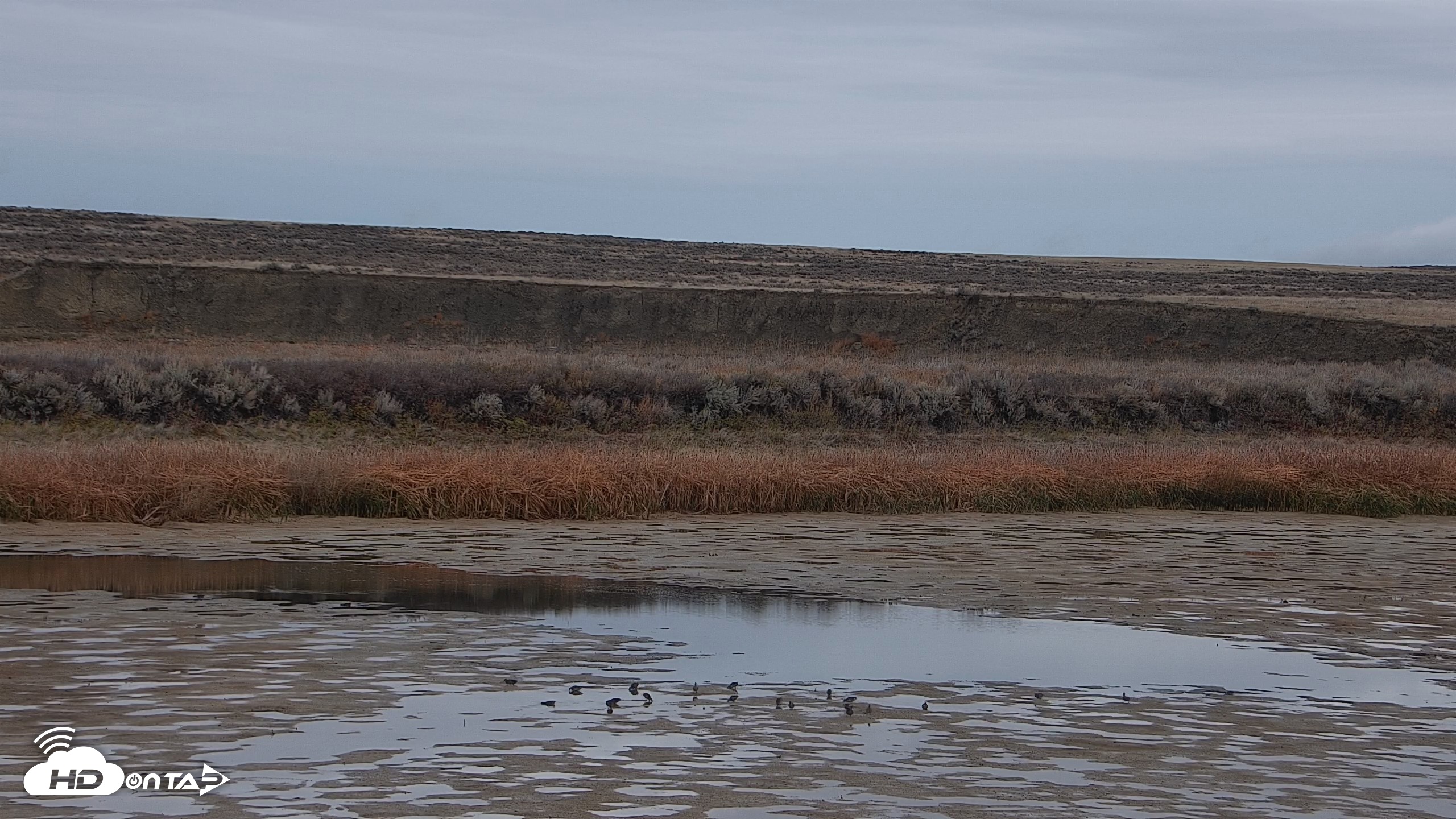 Snapshot of American Prairie Montana Bison Live Cam taken Oct 27, 2026, 12:45pm MDT
