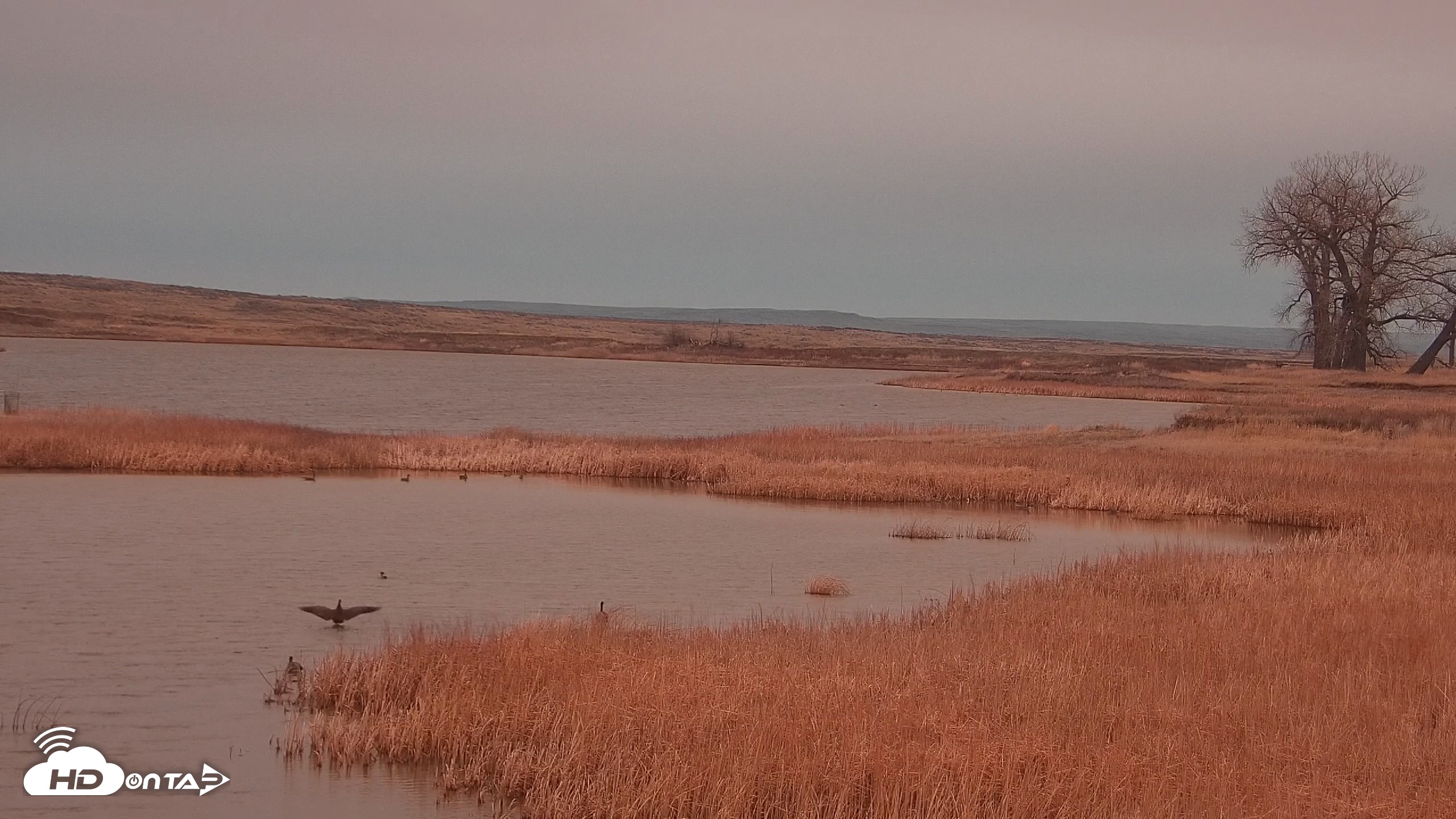 Snapshot of American Prairie Montana Bison Live Cam taken Apr 2, 2026, 6:48am MDT