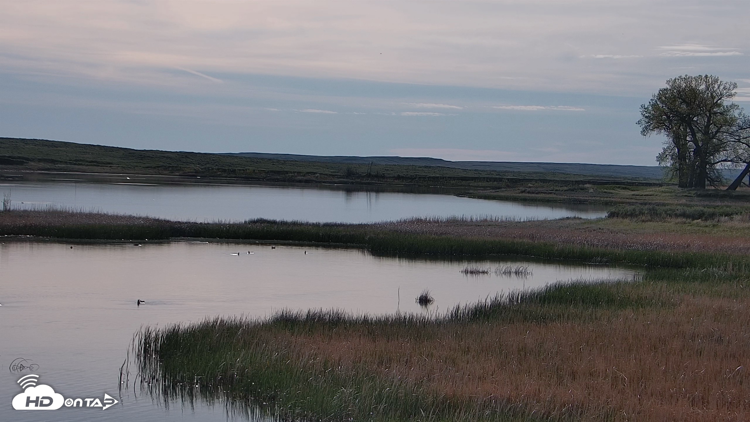 Snapshot of American Prairie Montana Bison Live Cam taken May 20, 2026, 8:09am MDT
