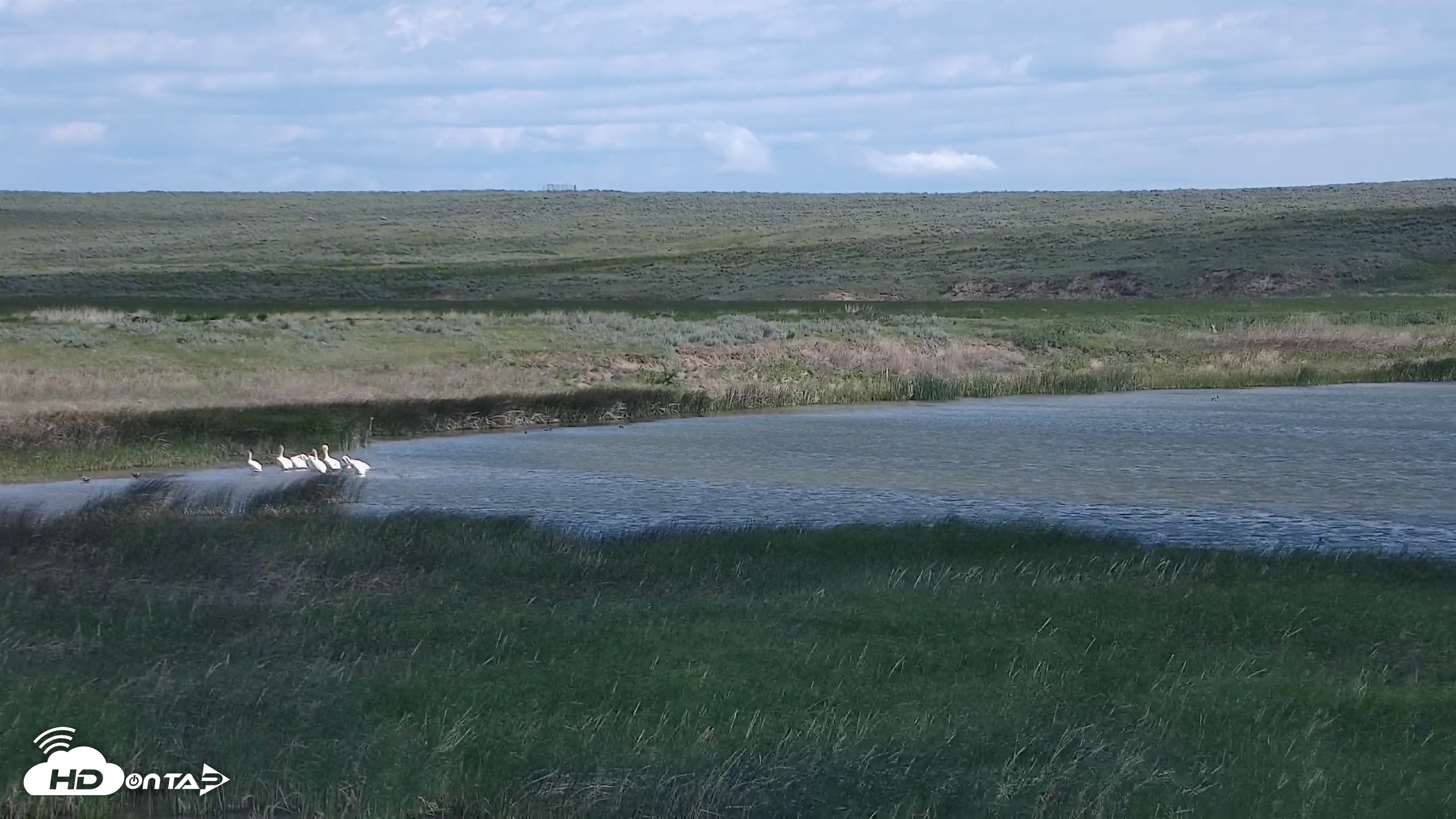 Snapshot of American Prairie Montana Bison Live Cam taken Jun 7, 2026, 11:04am MDT