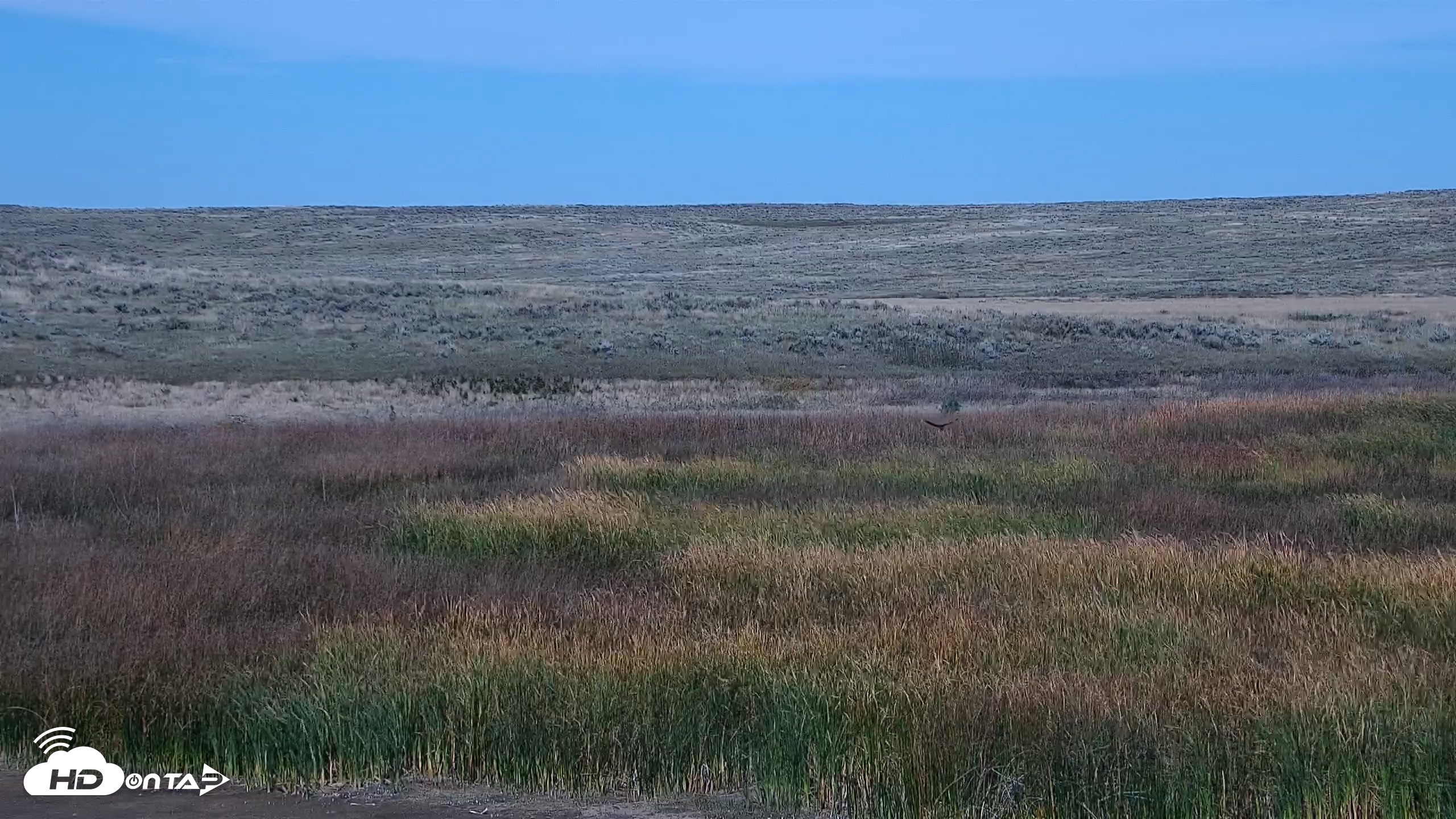 Snapshot of American Prairie Montana Bison Live Cam taken Sep 25, 2026, 1:24pm MDT