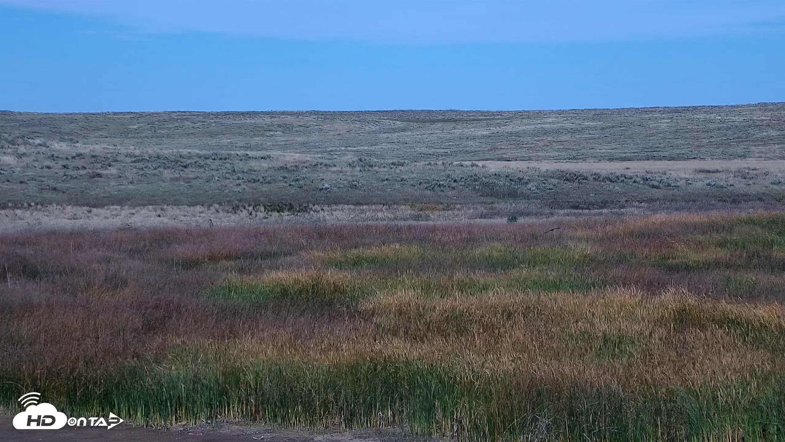 Snapshot of American Prairie Montana Bison Live Cam taken Sep 25, 2026, 1:24pm MDT