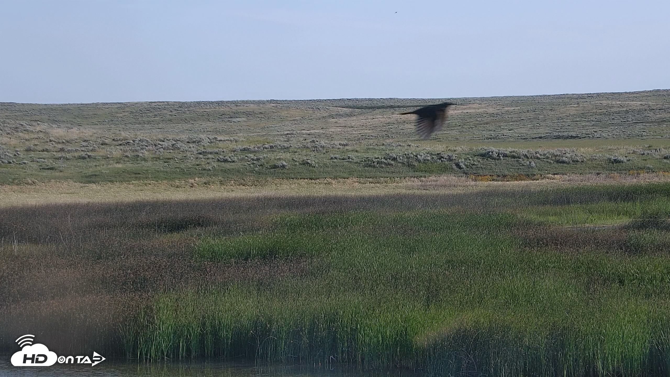 Snapshot of American Prairie Montana Bison Live Cam taken Jul 13, 2026, 7:39am MDT