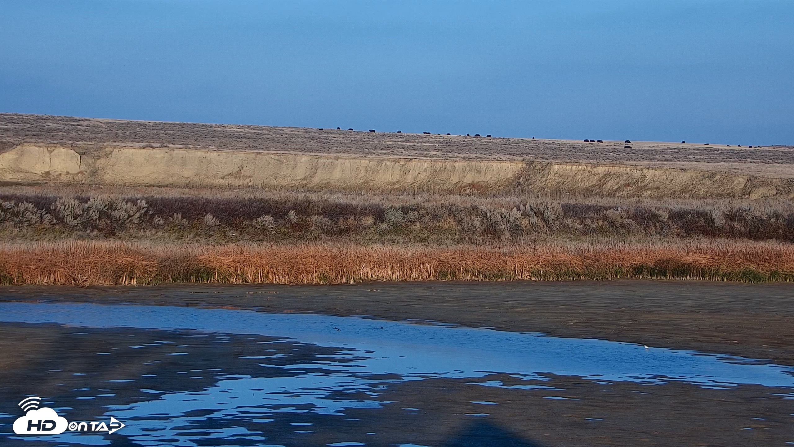 Snapshot of American Prairie Montana Bison Live Cam taken Oct 28, 2026, 5:02pm MDT