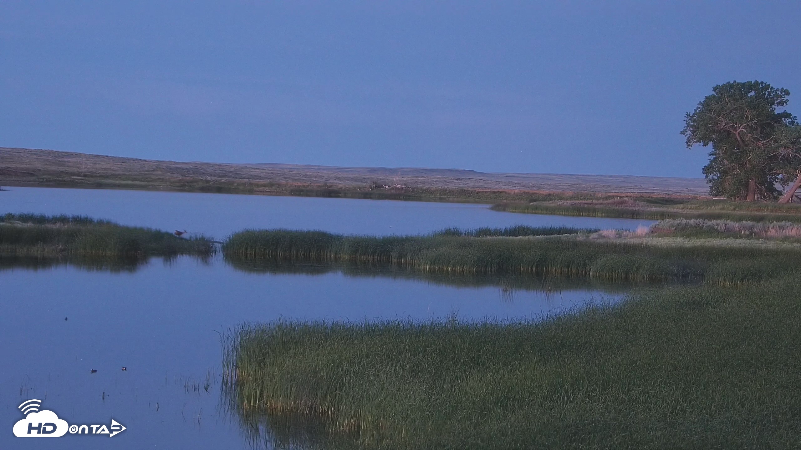 Snapshot of American Prairie Montana Bison Live Cam taken Jun 15, 2025, 9:27pm MDT