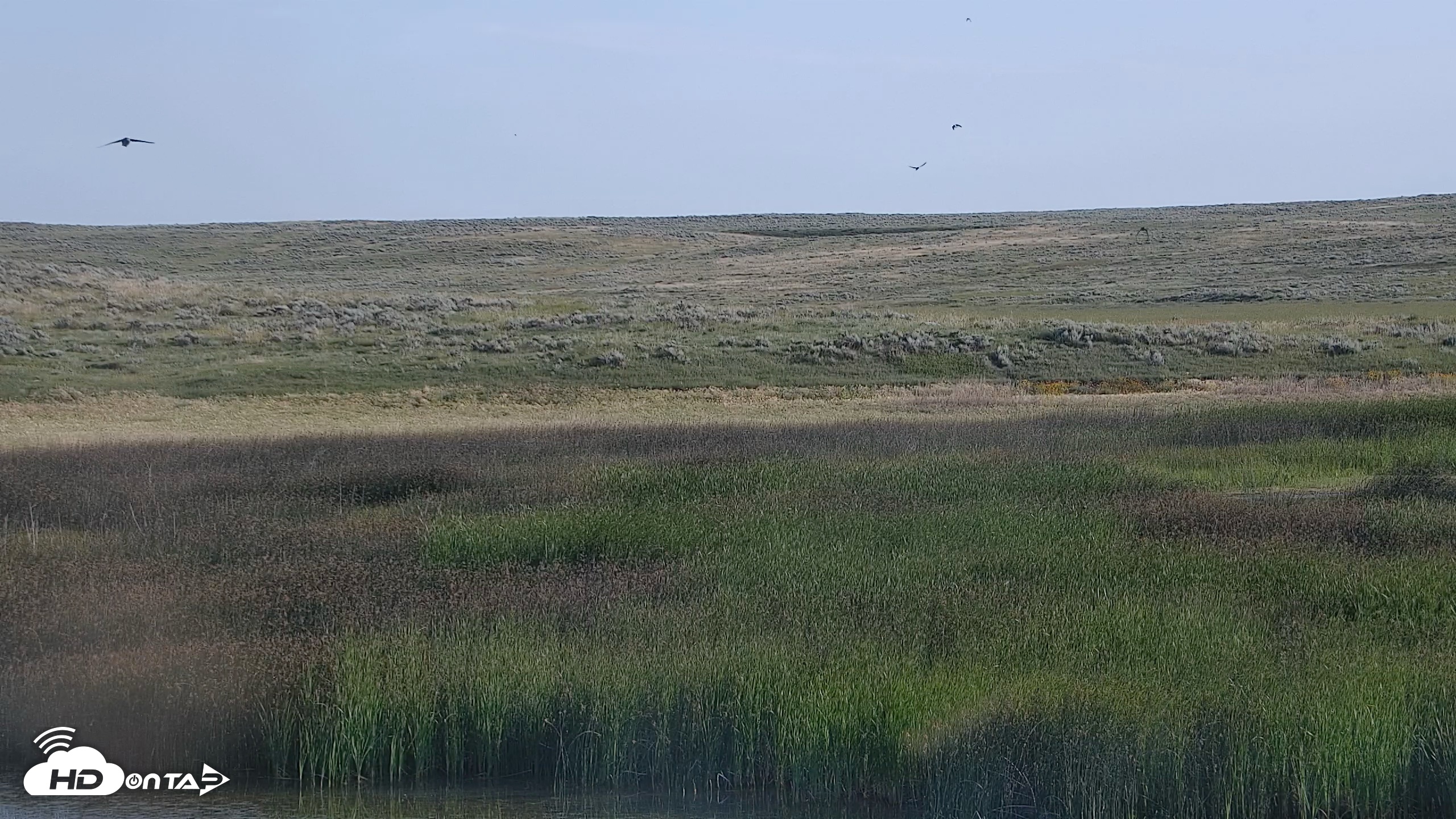 Snapshot of American Prairie Montana Bison Live Cam taken Jul 13, 2026, 7:39am MDT