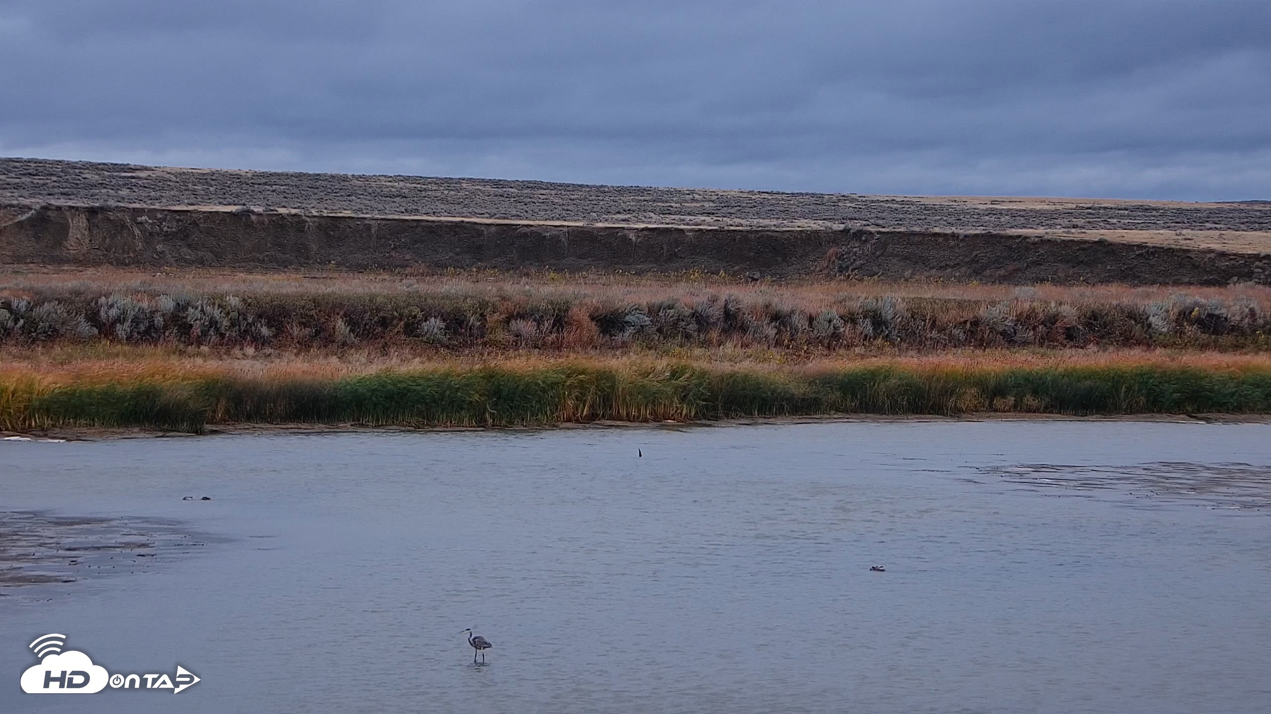 Snapshot of American Prairie Montana Bison Live Cam taken Oct 12, 2025, 10:01am MDT