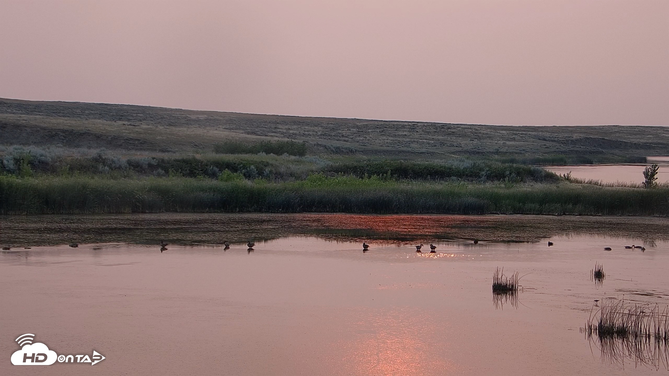 Snapshot of American Prairie Montana Bison Live Cam taken Aug 2, 2026, 7:12am MDT