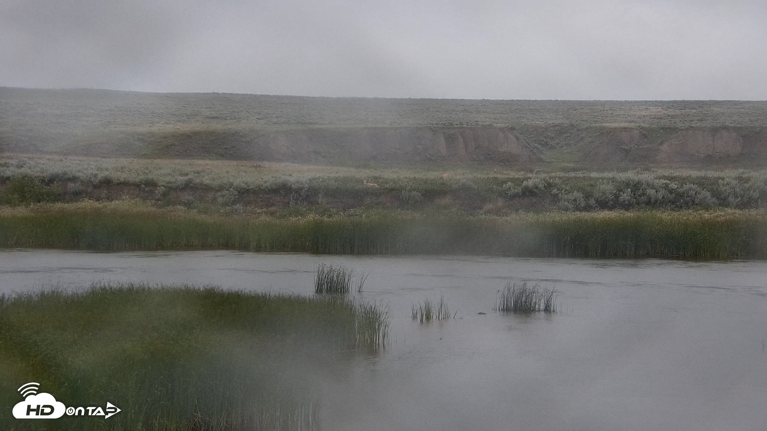 Snapshot of American Prairie Montana Bison Live Cam taken Jul 7, 2026, 5:50am MDT