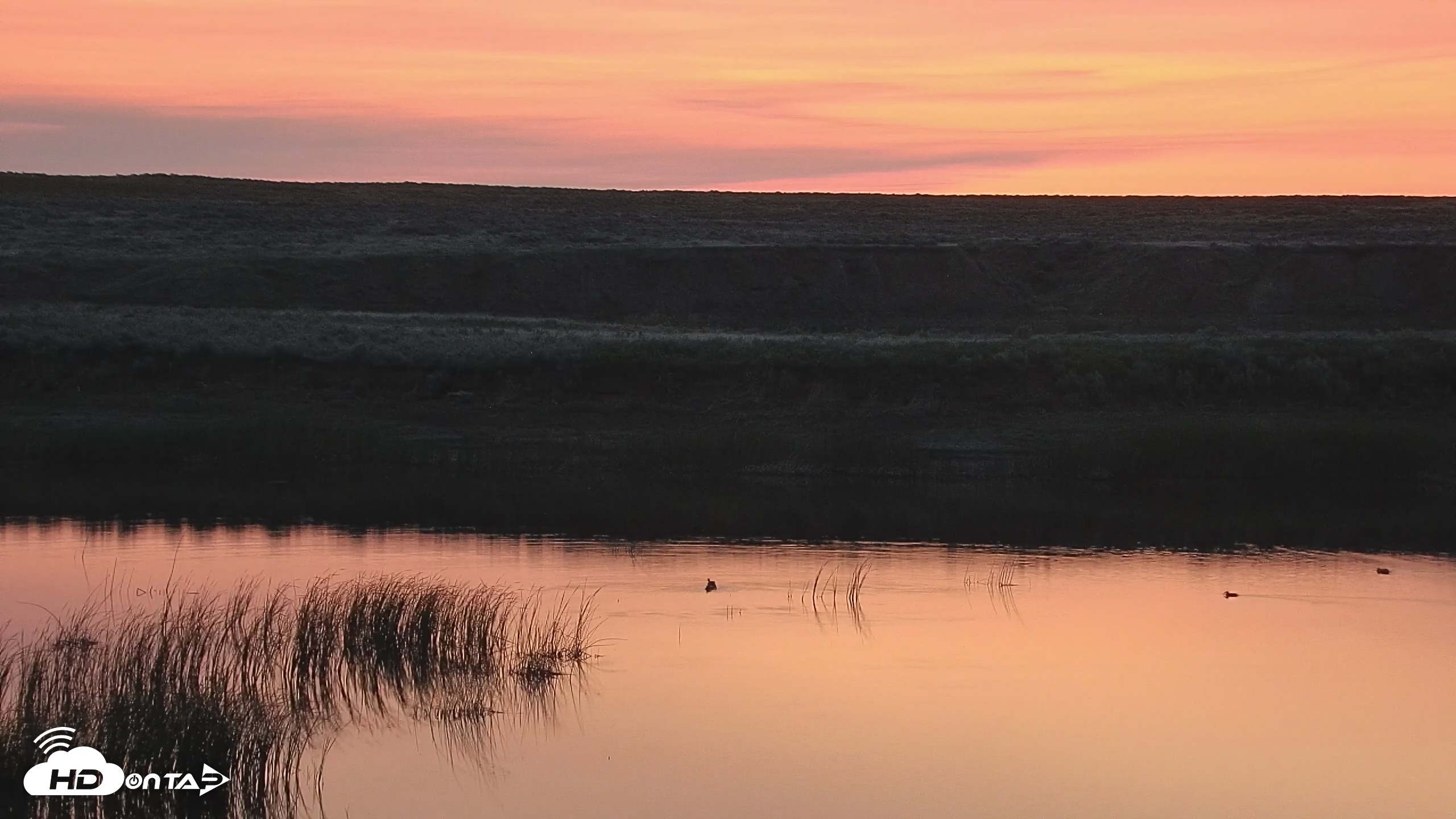 Snapshot of American Prairie Montana Bison Live Cam taken Jun 3, 2025, 4:47am MDT