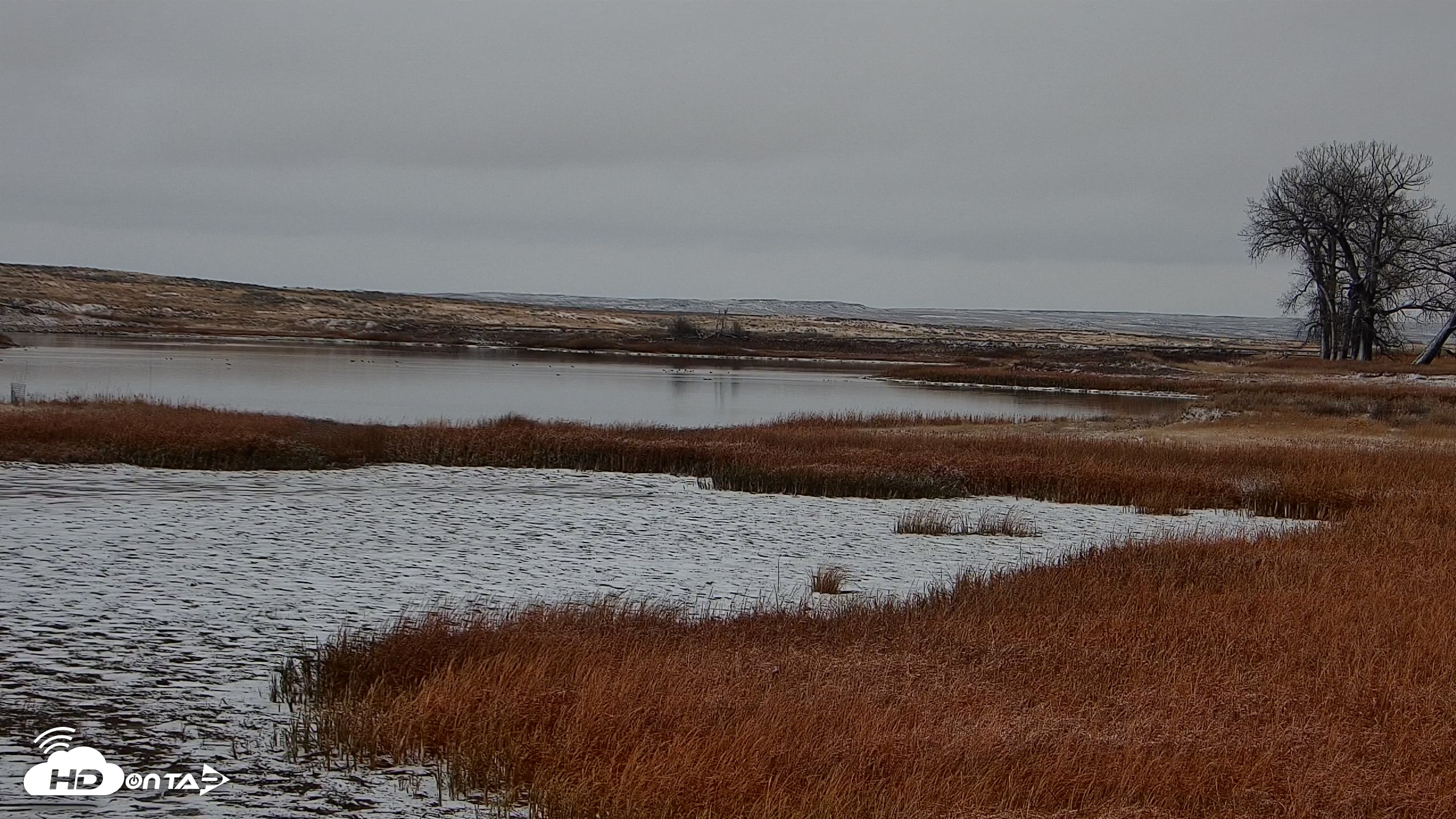Snapshot of American Prairie Montana Bison Live Cam taken Nov 8, 2025, 9:29am MST