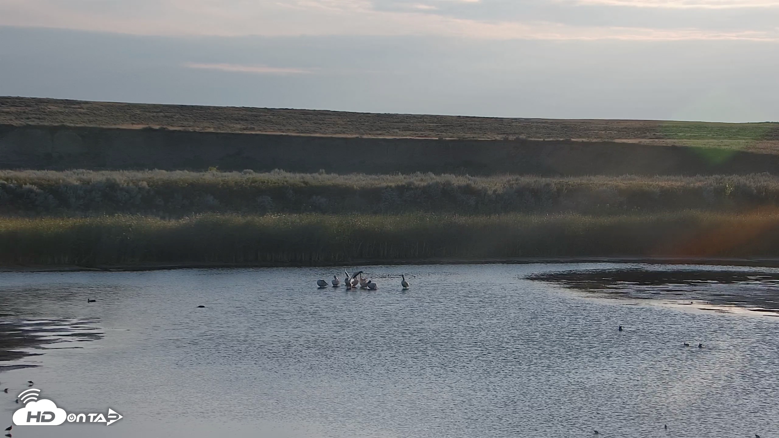 Snapshot of American Prairie Montana Bison Live Cam taken Aug 31, 2026, 7:23am MDT