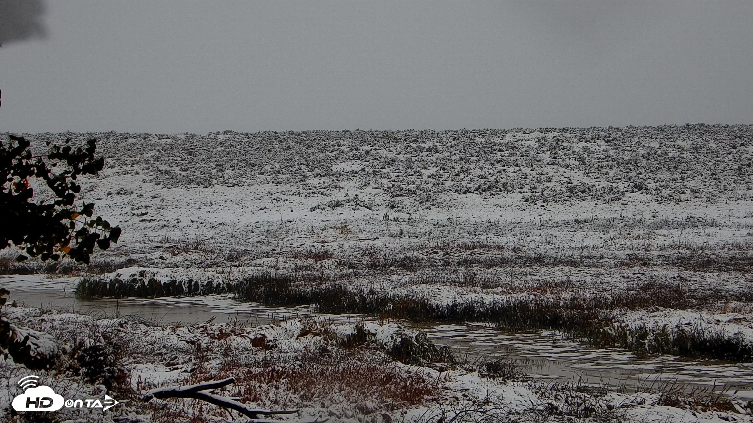 Snapshot of American Prairie Montana Bison Live Cam taken Oct 12, 2026, 9:06am MDT