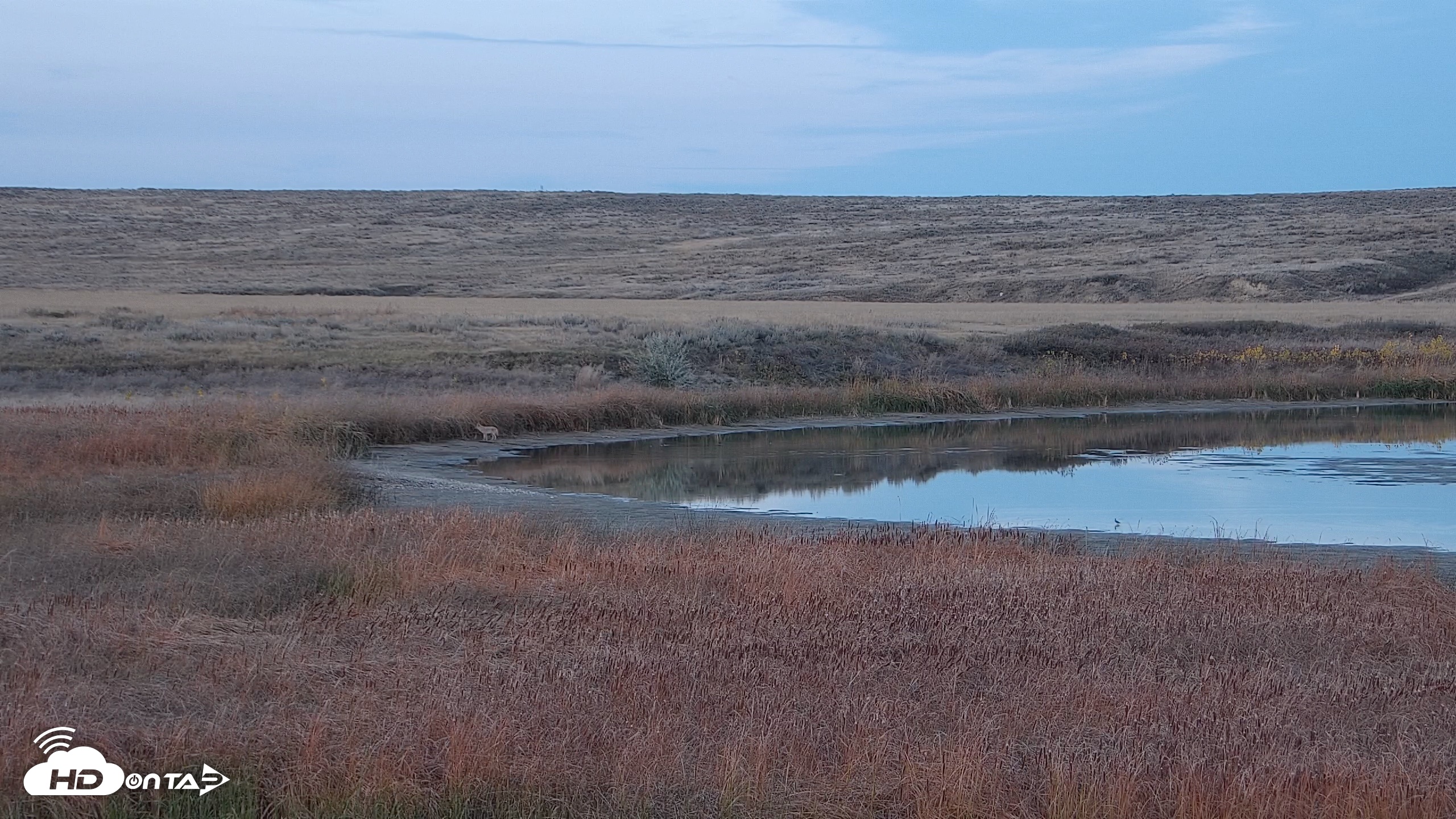 Snapshot of American Prairie Montana Bison Live Cam taken Oct 19, 2026, 6:12pm MDT
