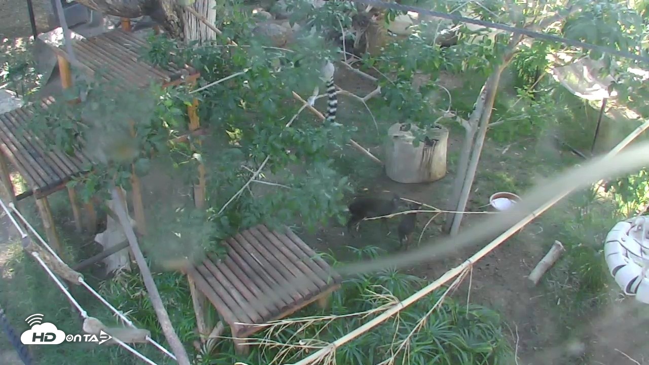 Snapshot of Reid Park Zoo Lemurs Live Webcam taken Oct 6, 2026, 3:12pm MST