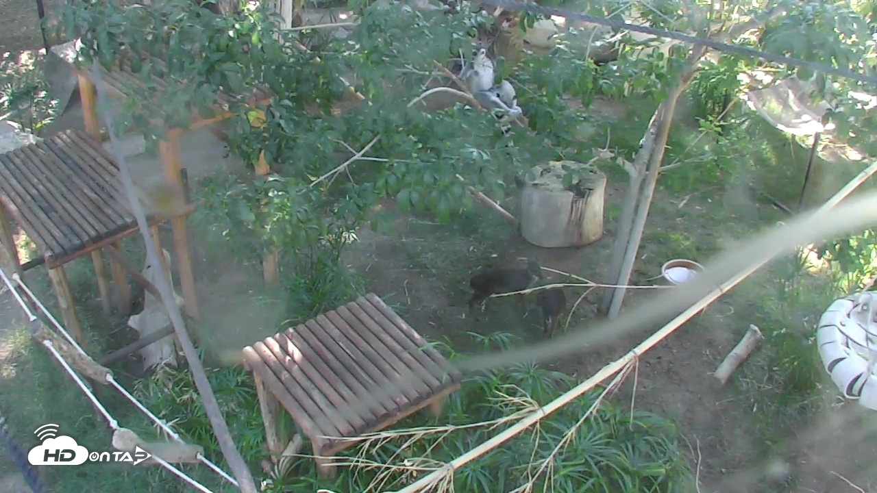 Snapshot of Reid Park Zoo Lemurs Live Webcam taken Oct 6, 2026, 3:13pm MST