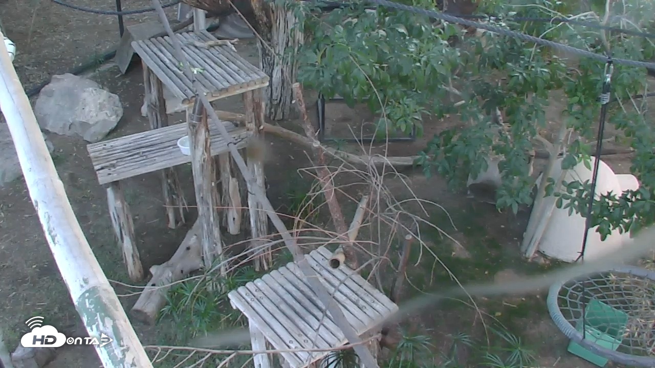 Snapshot of Reid Park Zoo Lemurs Live Webcam taken Oct 30, 2025, 4:35pm MST
