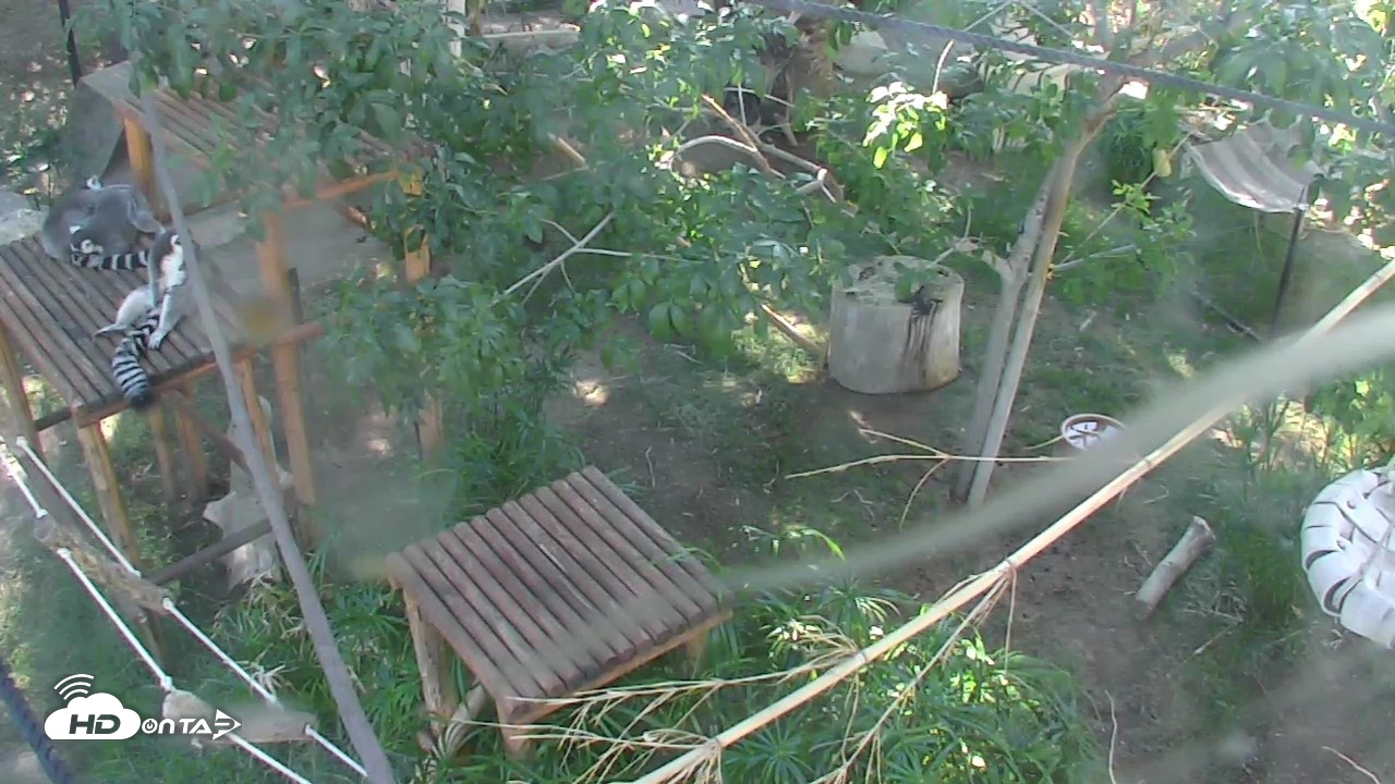 Snapshot of Reid Park Zoo Lemurs Live Webcam taken Oct 5, 2026, 2:44pm MST