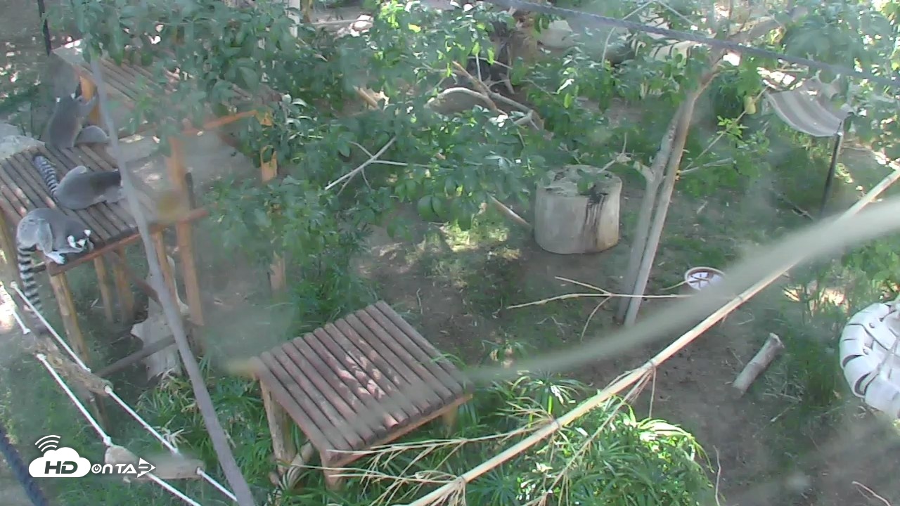 Snapshot of Reid Park Zoo Lemurs Live Webcam taken Oct 5, 2026, 2:50pm MST