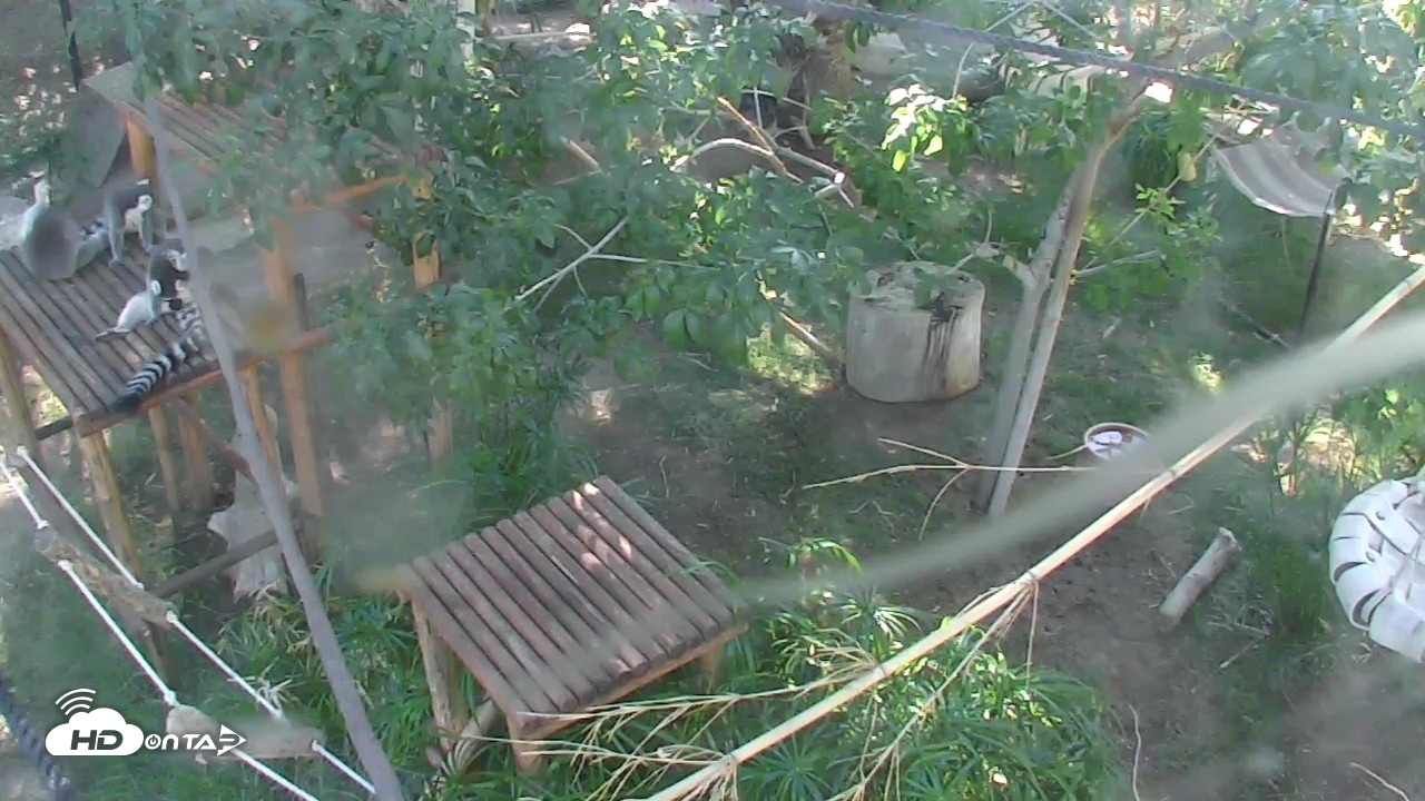 Snapshot of Reid Park Zoo Lemurs Live Webcam taken Oct 5, 2026, 2:45pm MST