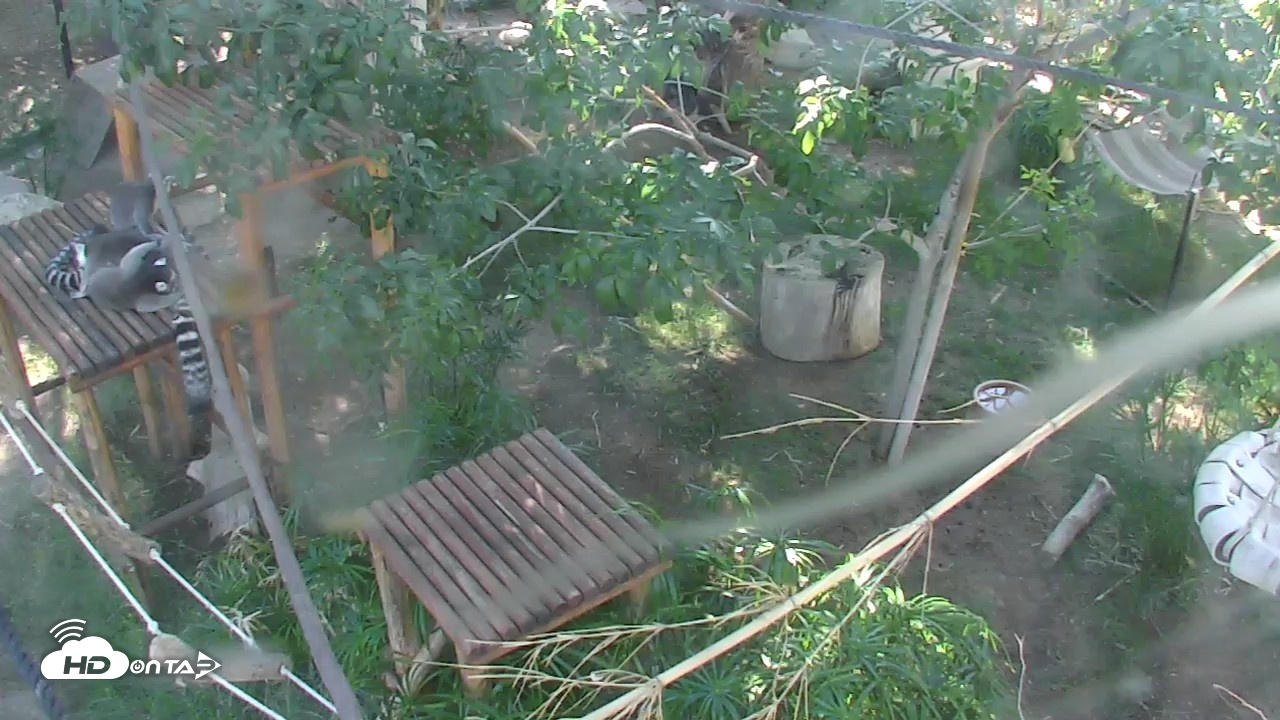 Snapshot of Reid Park Zoo Lemurs Live Webcam taken Oct 5, 2026, 2:48pm MST