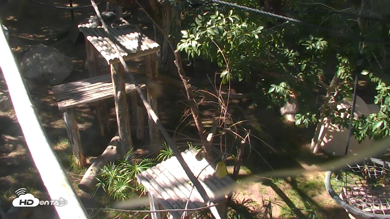 Snapshot of Reid Park Zoo Lemurs Live Webcam taken Nov 2, 2025, 11:12am MST