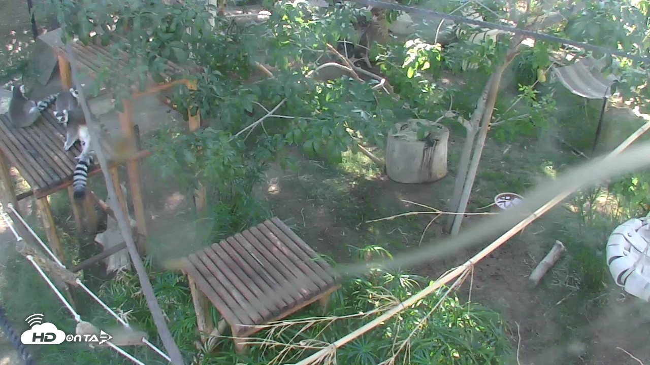 Snapshot of Reid Park Zoo Lemurs Live Webcam taken Oct 5, 2026, 2:46pm MST