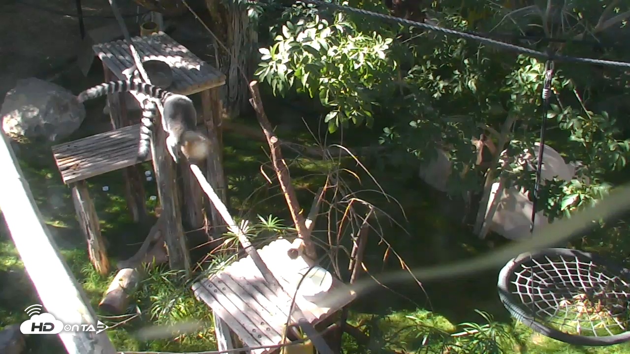Snapshot of Reid Park Zoo Lemurs Live Webcam taken Dec 6, 2025, 11:38am MST