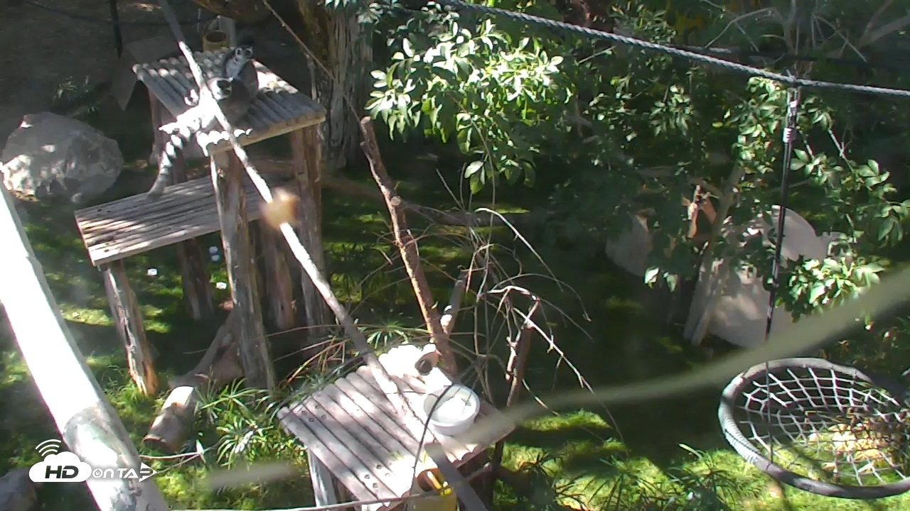 Snapshot of Reid Park Zoo Lemurs Live Webcam taken Dec 6, 2025, 11:34am MST