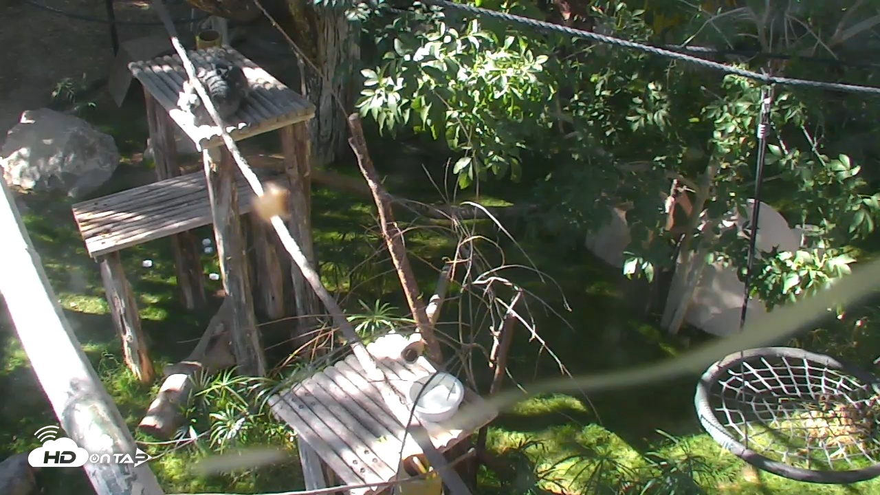 Snapshot of Reid Park Zoo Lemurs Live Webcam taken Dec 6, 2025, 11:32am MST
