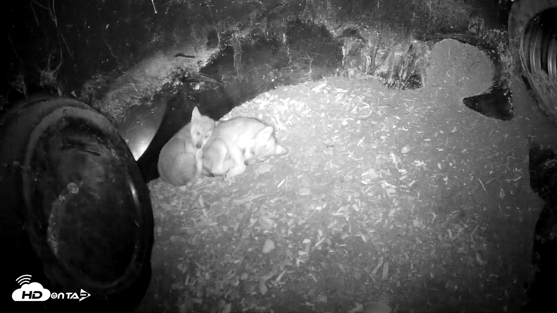 Snapshot of Wolf Center - Group 1 Wolves taken Jun 1, 2025, 9:28pm EDT