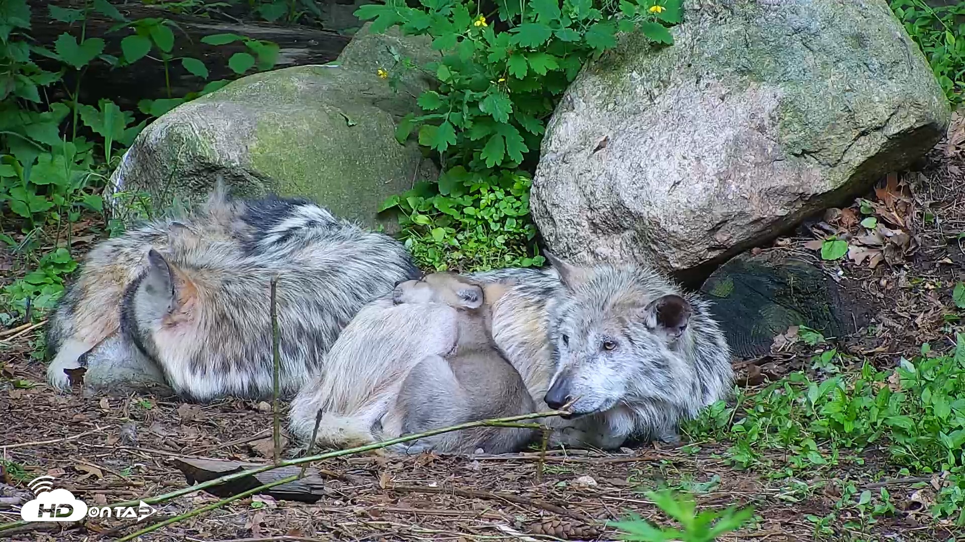 Snapshot of Wolf Center - Group 1 Wolves taken Jun 1, 2025, 8:49am EDT