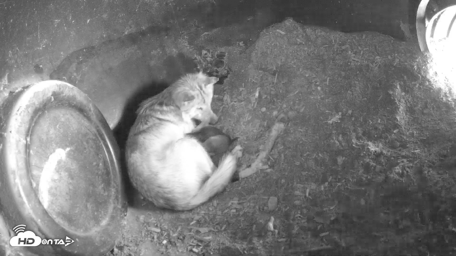 Snapshot of Wolf Center - Group 1 Wolves taken Apr 28, 2025, 9:59am EDT