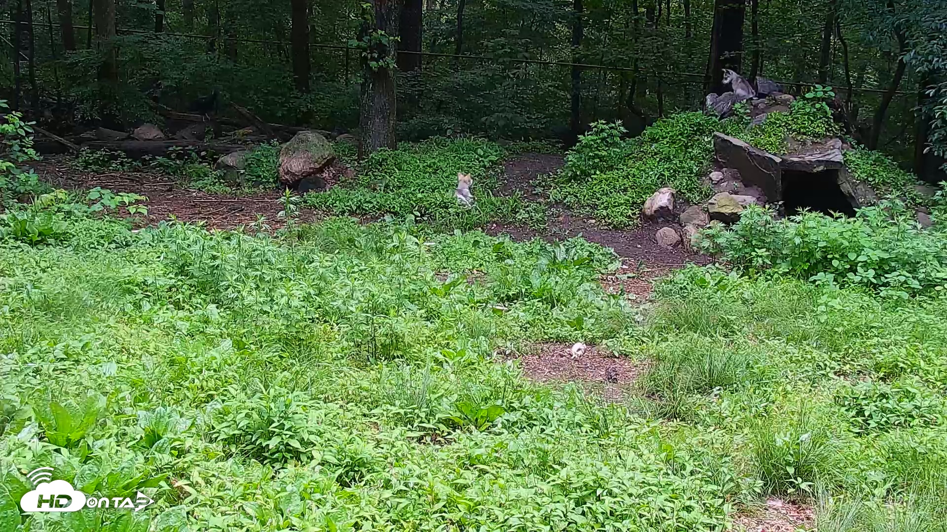 Snapshot of Wolf Center - Group 1 Wolves taken Jun 10, 2025, 4:22pm EDT