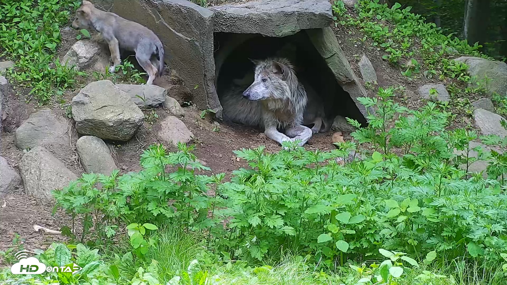 Snapshot of Wolf Center - Group 1 Wolves taken May 27, 2025, 1:43pm EDT
