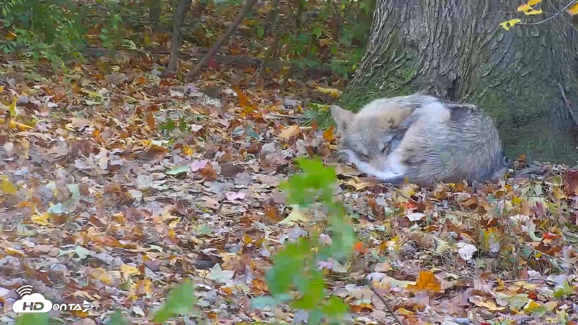 Snapshot of Wolf Center - Group 1 Wolves taken Nov 1, 2025, 4:48pm EDT
