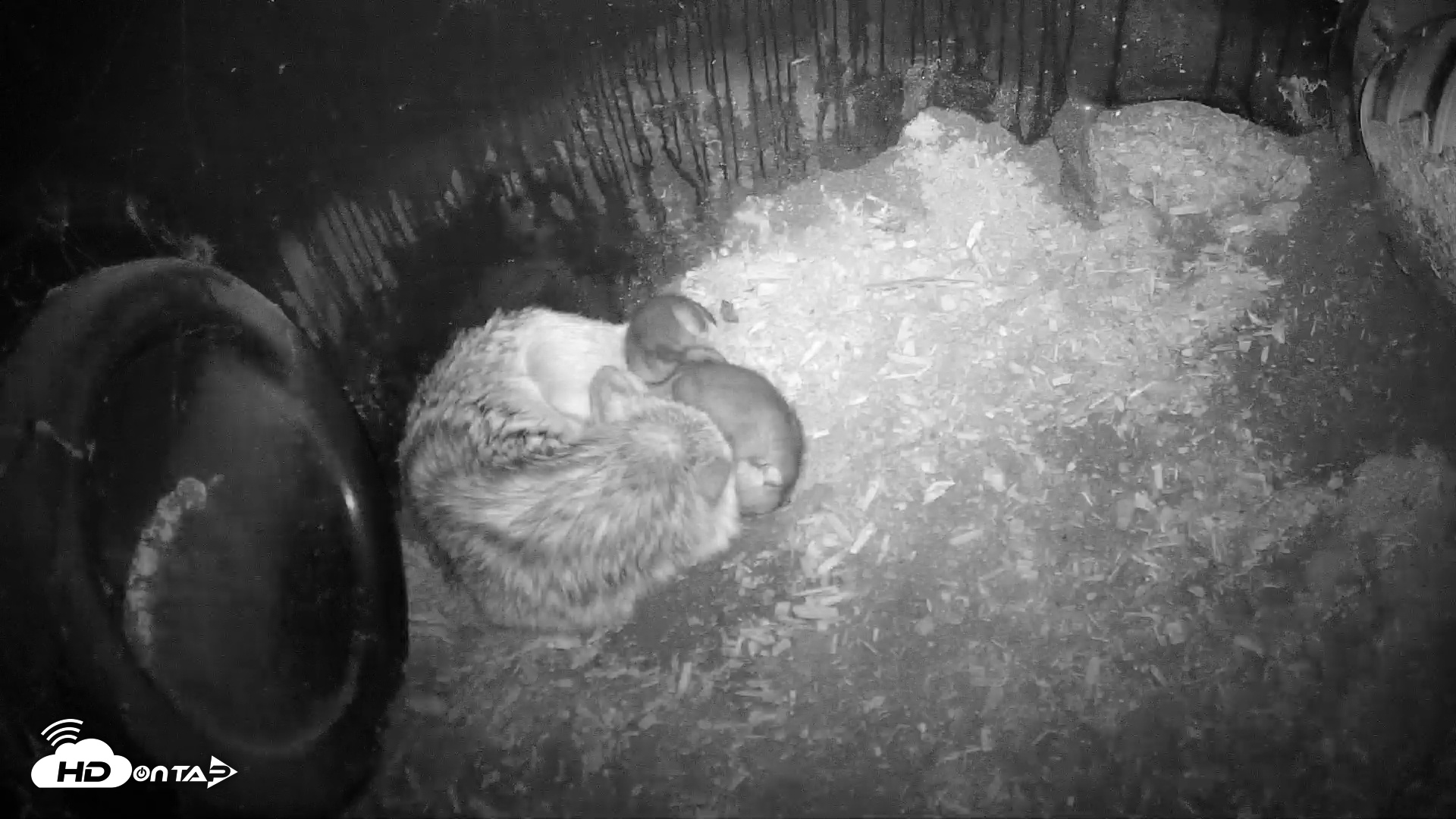 Snapshot of Wolf Center - Group 1 Wolves taken May 9, 2025, 7:28pm EDT