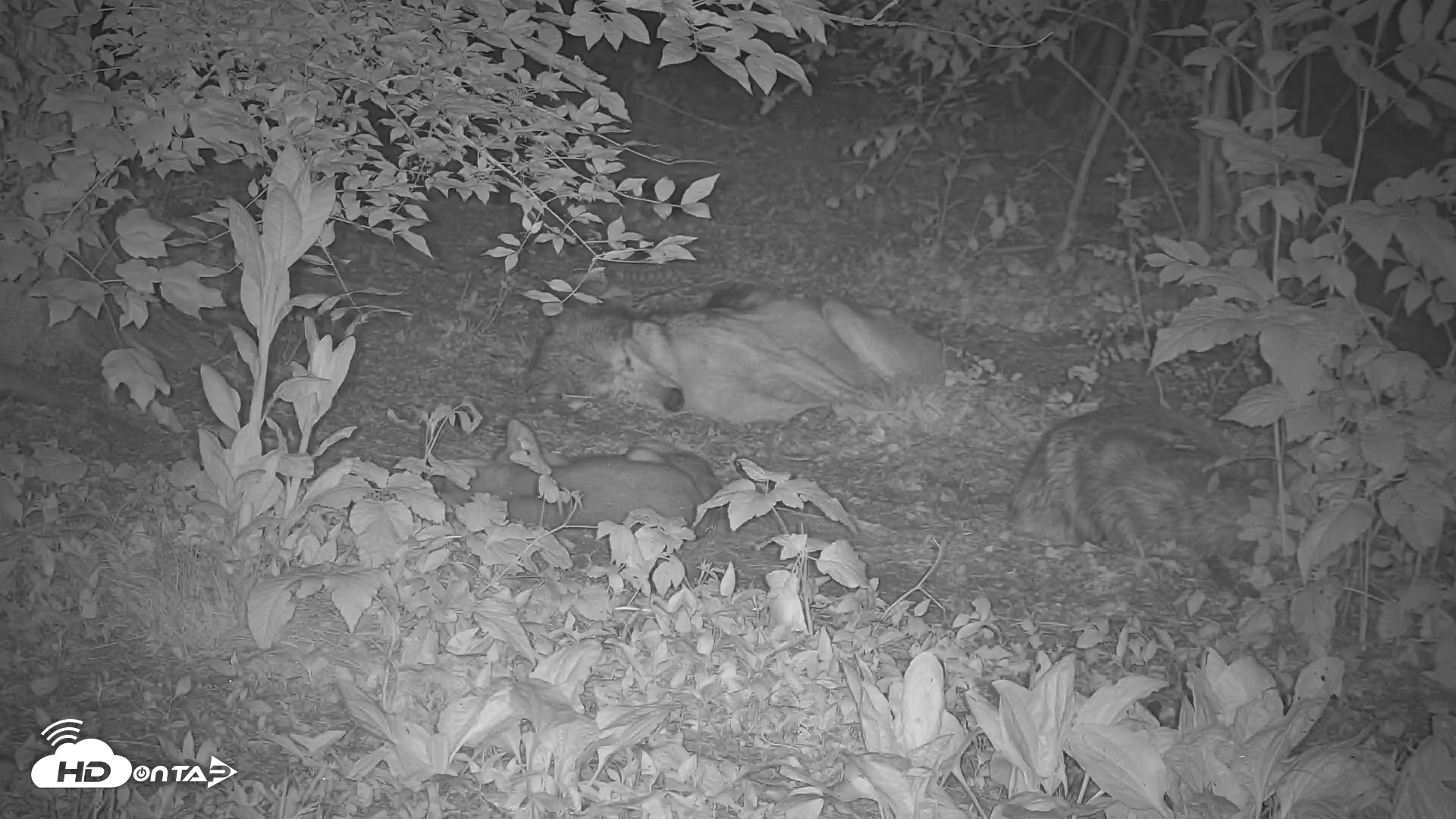 Snapshot of Wolf Center - Group 1 Wolves taken May 30, 2025, 10:44pm EDT